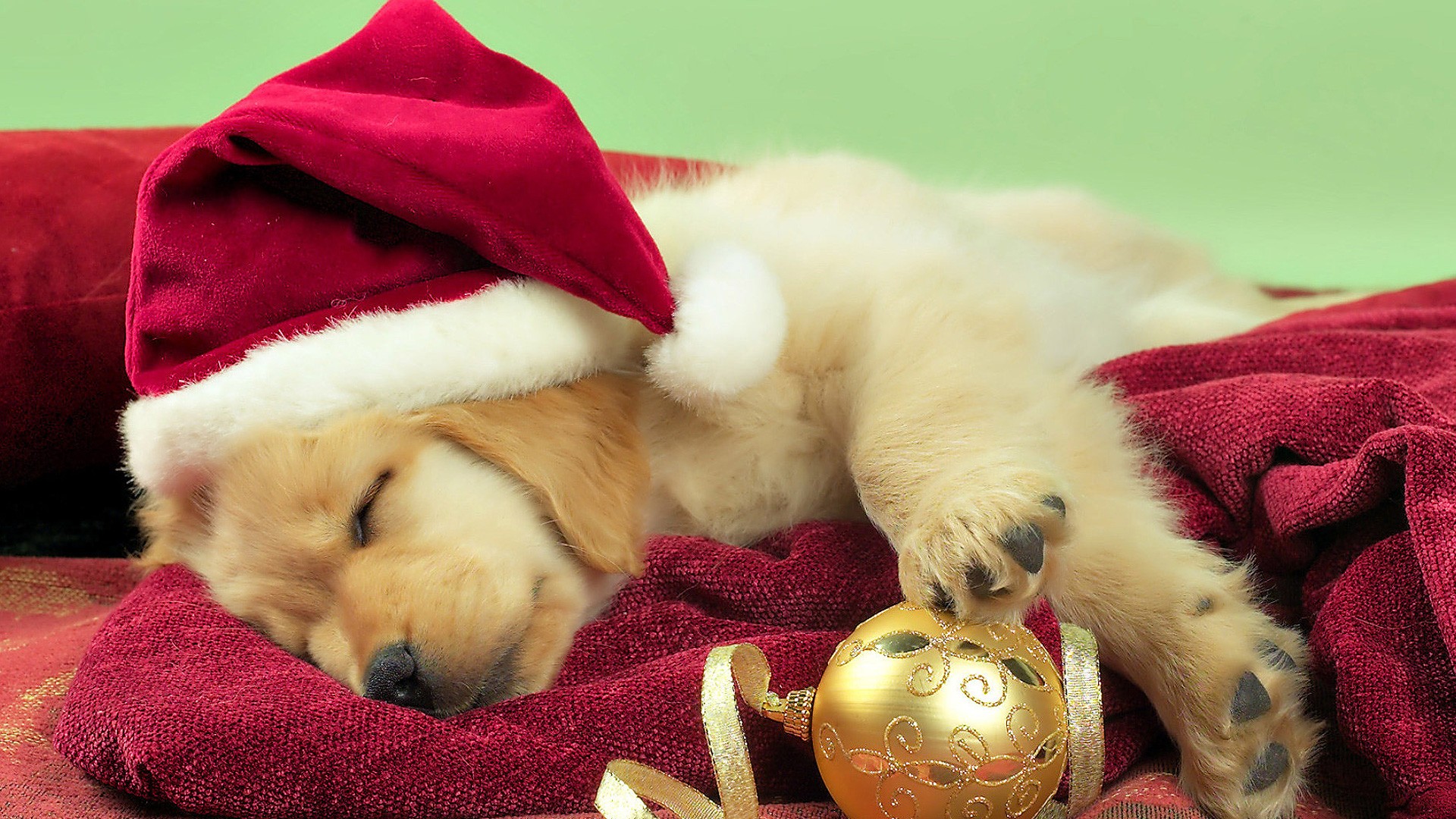 210795壁紙のダウンロードホリデー, クリスマス, クリスマスオーナメント, 可愛い, 犬, サンタハット-スクリーンセーバーと写真を無料で