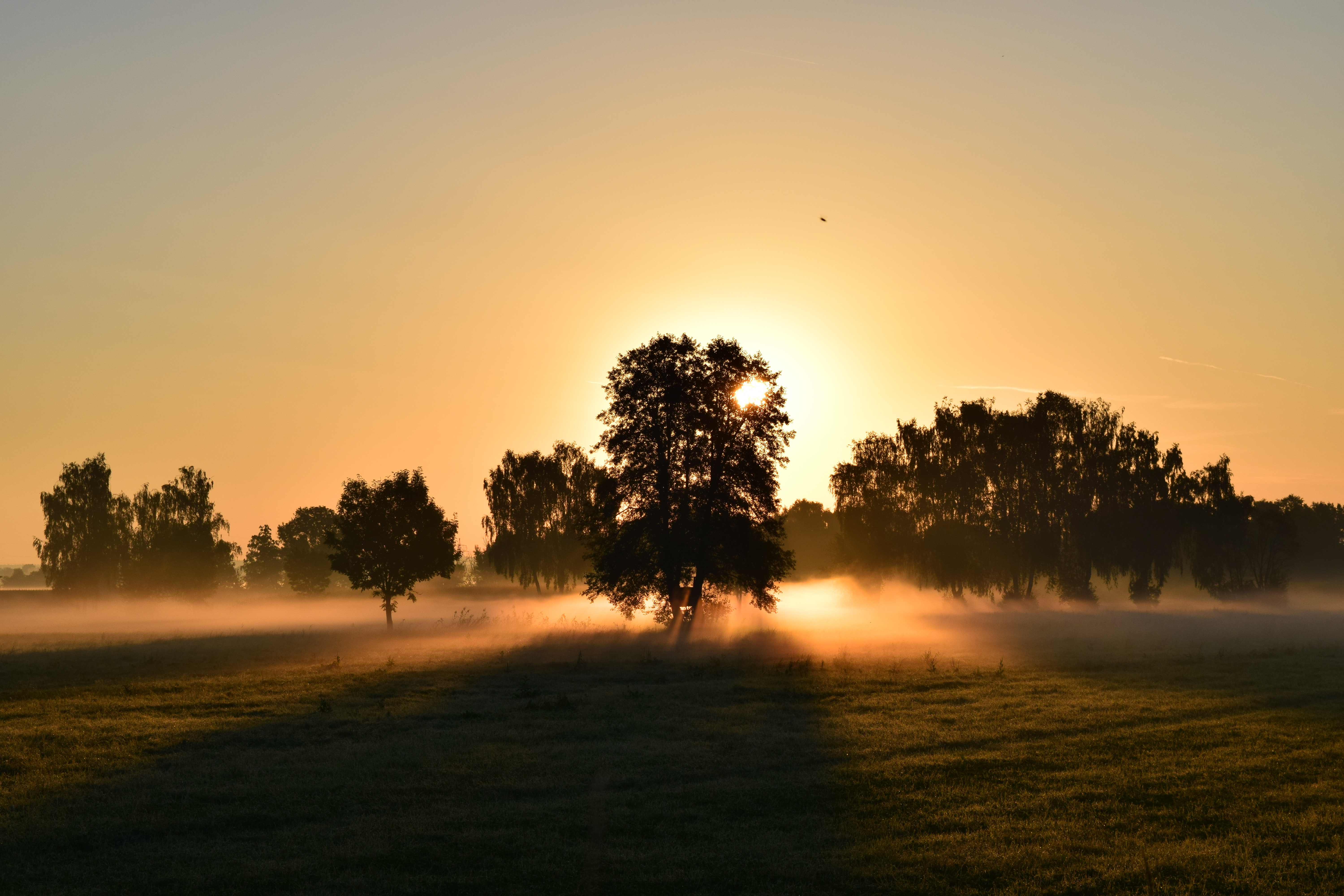 Laden Sie das Natur, Bäume, Morgendämmerung, Nebel, Steigen, Sonnenaufgang, Morgen-Bild kostenlos auf Ihren PC-Desktop herunter