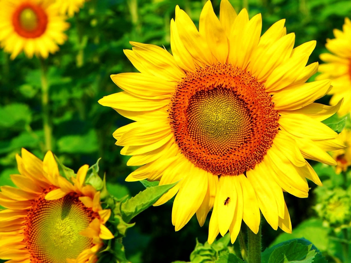 45948 Hintergrundbild herunterladen pflanzen, sonnenblumen - Bildschirmschoner und Bilder kostenlos