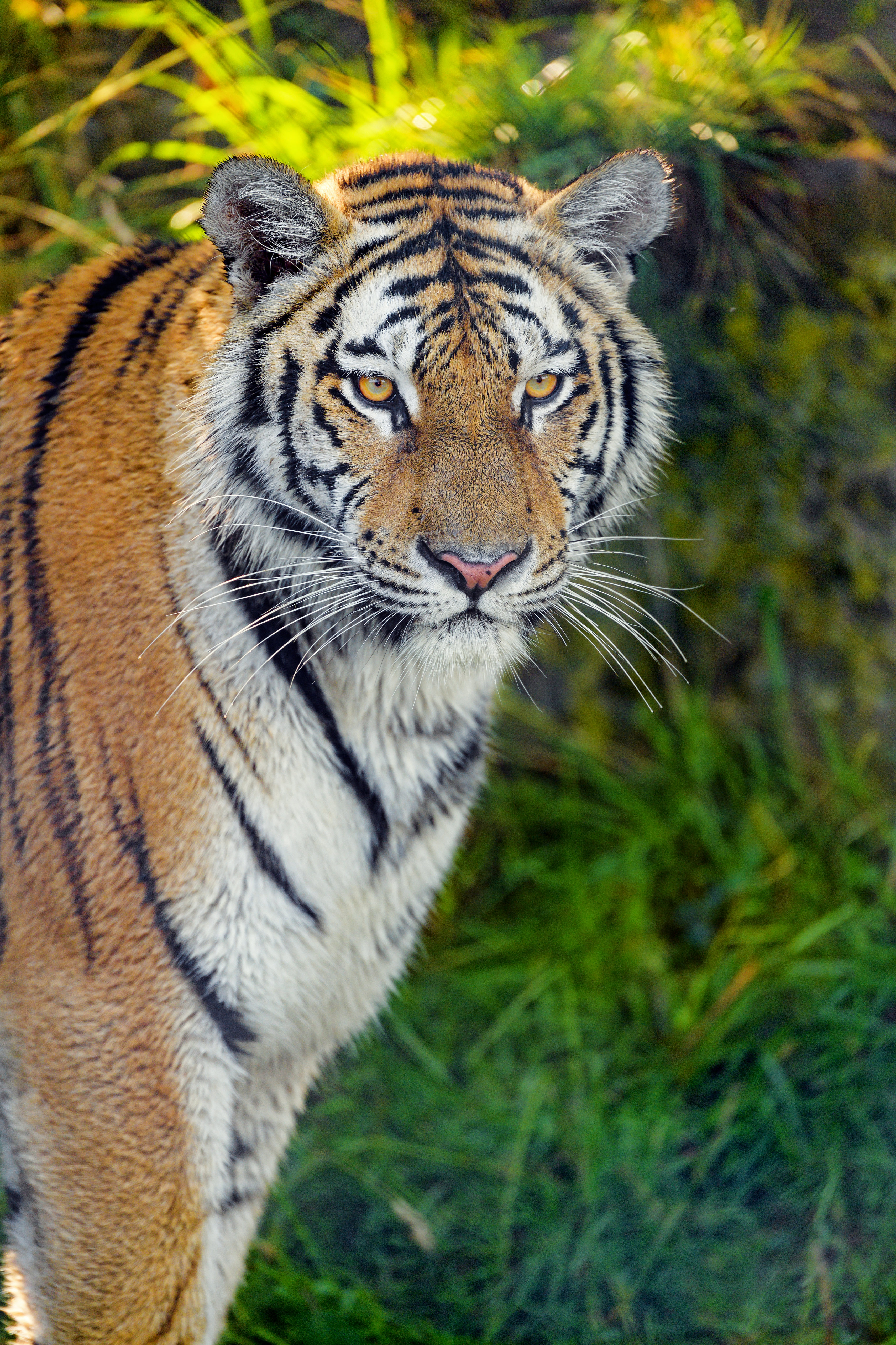 muzzle, predator, animals, grass, big cat, sight, opinion, tiger Free Stock Photo