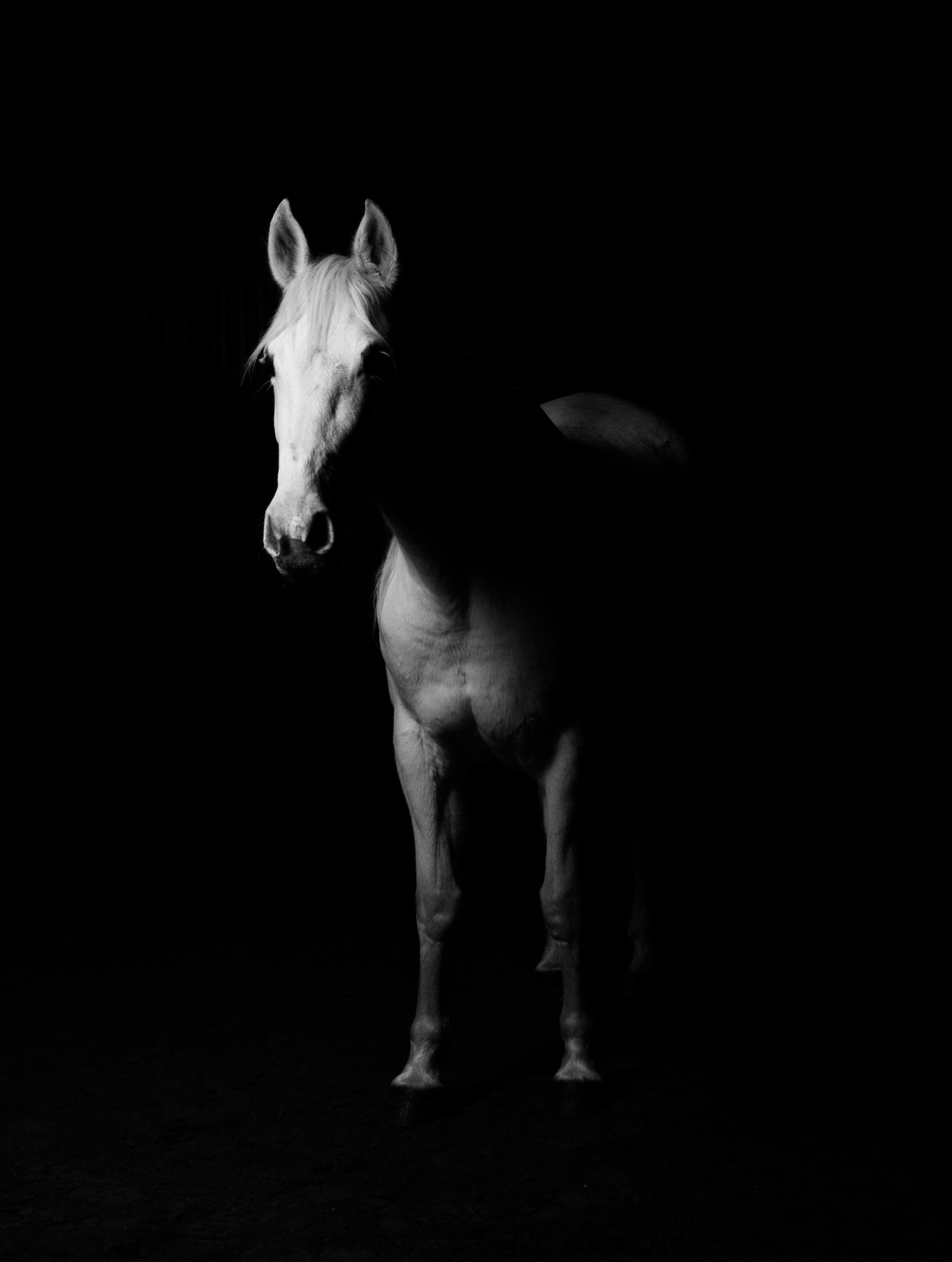 113284 Hintergrundbilder und Pferd Bilder auf dem Desktop. Laden Sie schwarz, dunkel, minimalismus, bw, chb, pferd Bildschirmschoner kostenlos auf den PC herunter