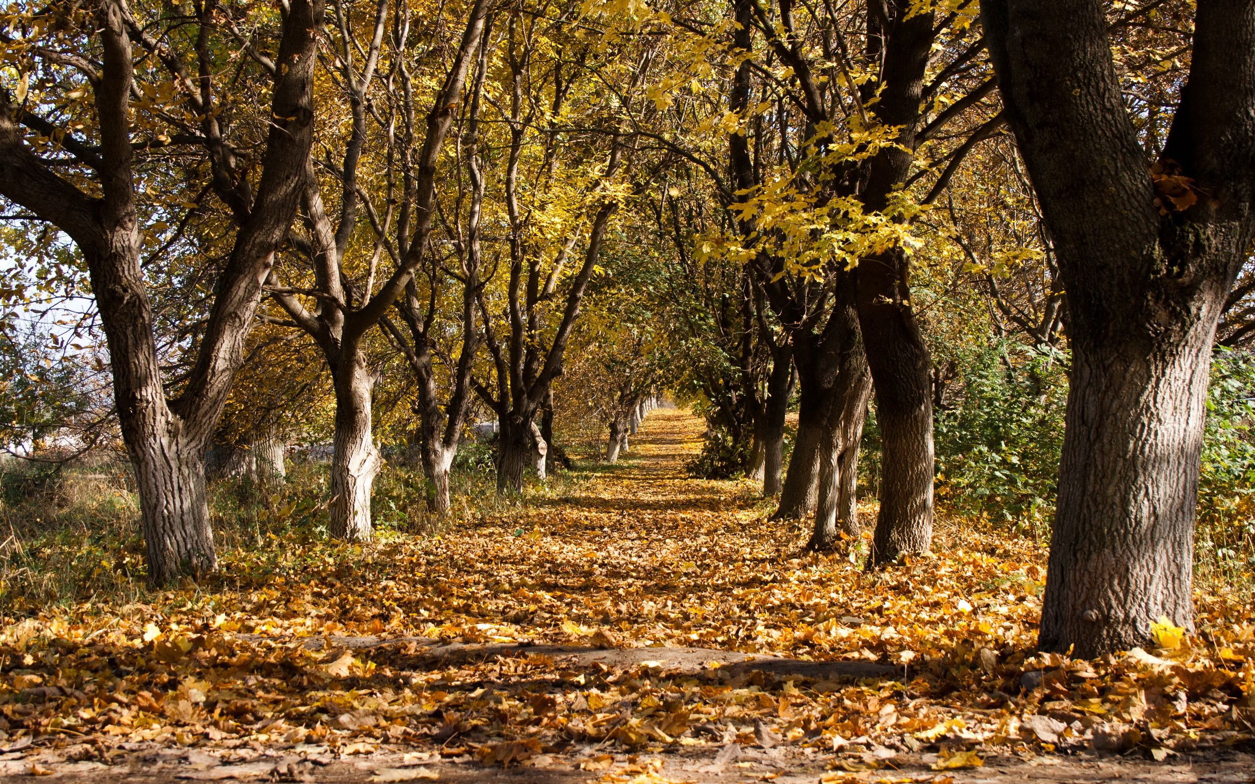 95789 скачать обои листопад, октябрь, осень, природа, деревья, стволы, тропа, ряды, увядание - заставки и картинки бесплатно