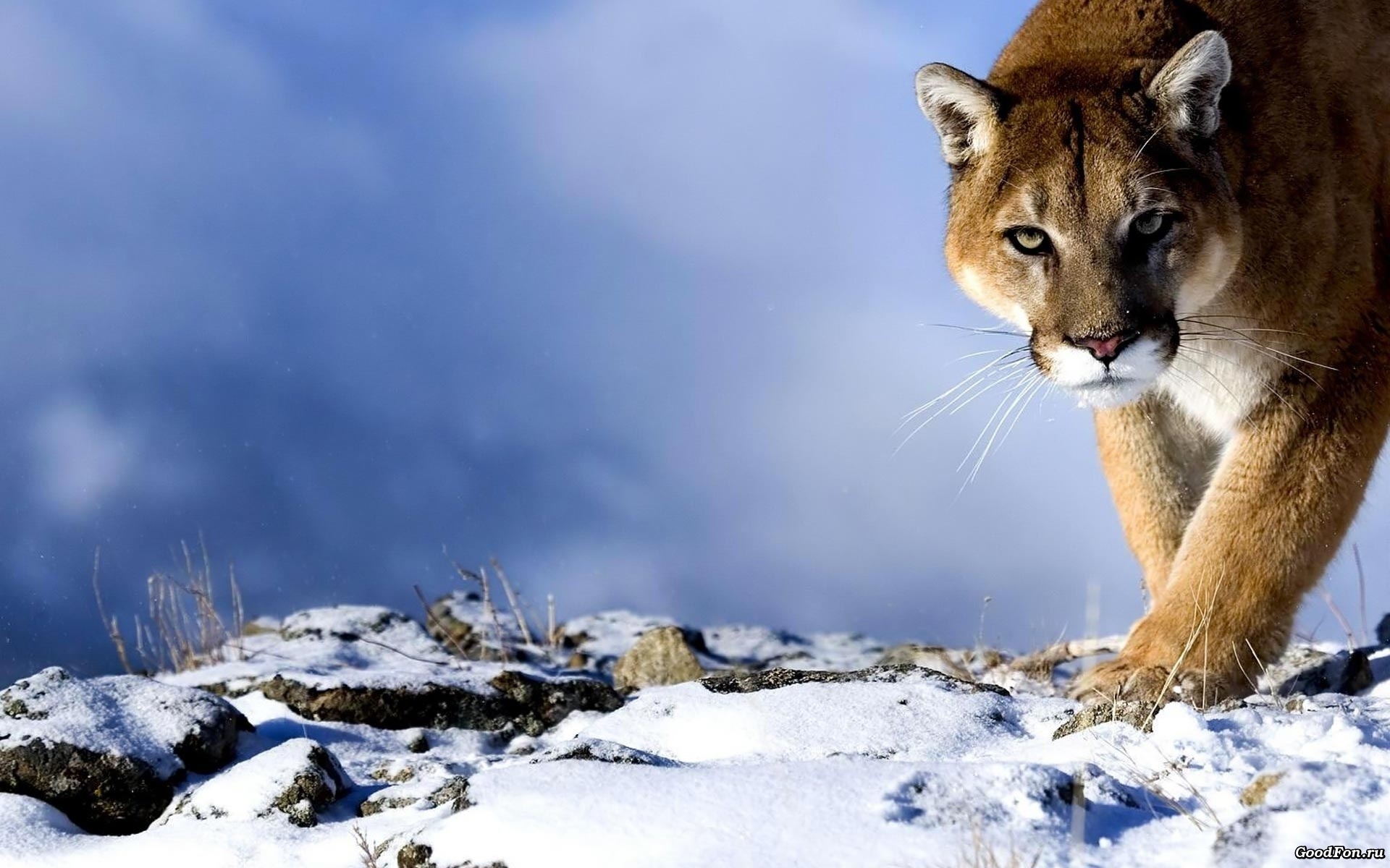 Laden Sie das Tiere, Schnee, Puma-Bild kostenlos auf Ihren PC-Desktop herunter