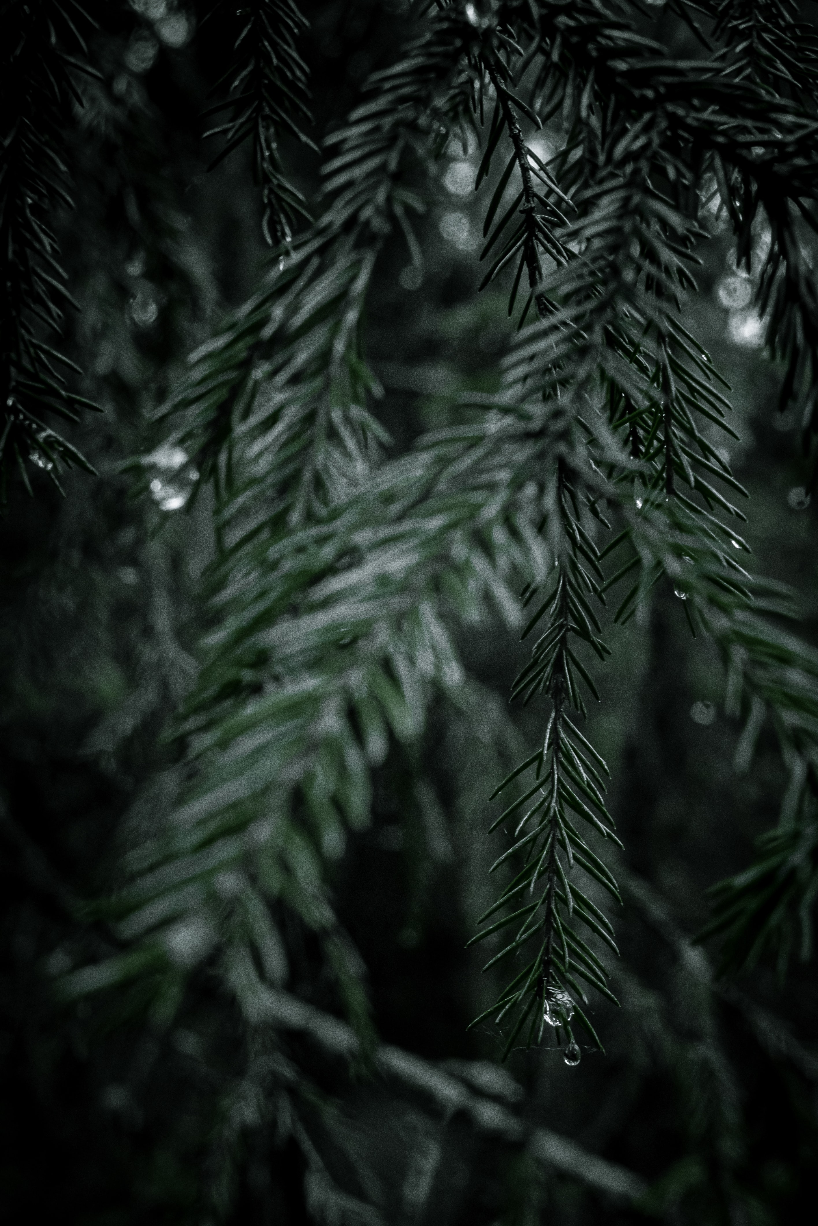 Download mobile wallpaper Fir, Spruce, Needle, Wood, Branch, Tree, Drops, Nature for free.