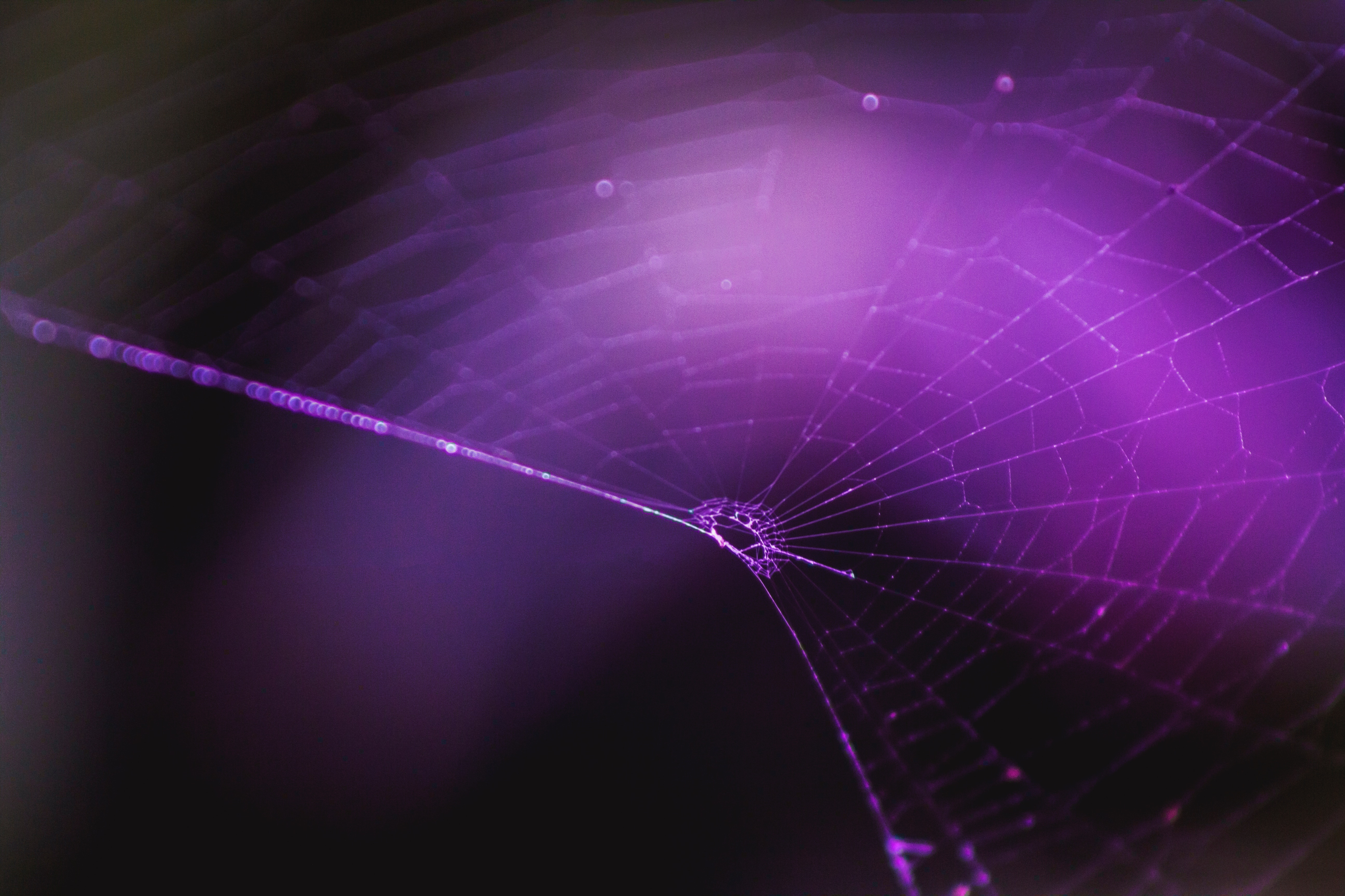 78050 download wallpaper purple, web, violet, macro, weaving, braiding screensavers and pictures for free