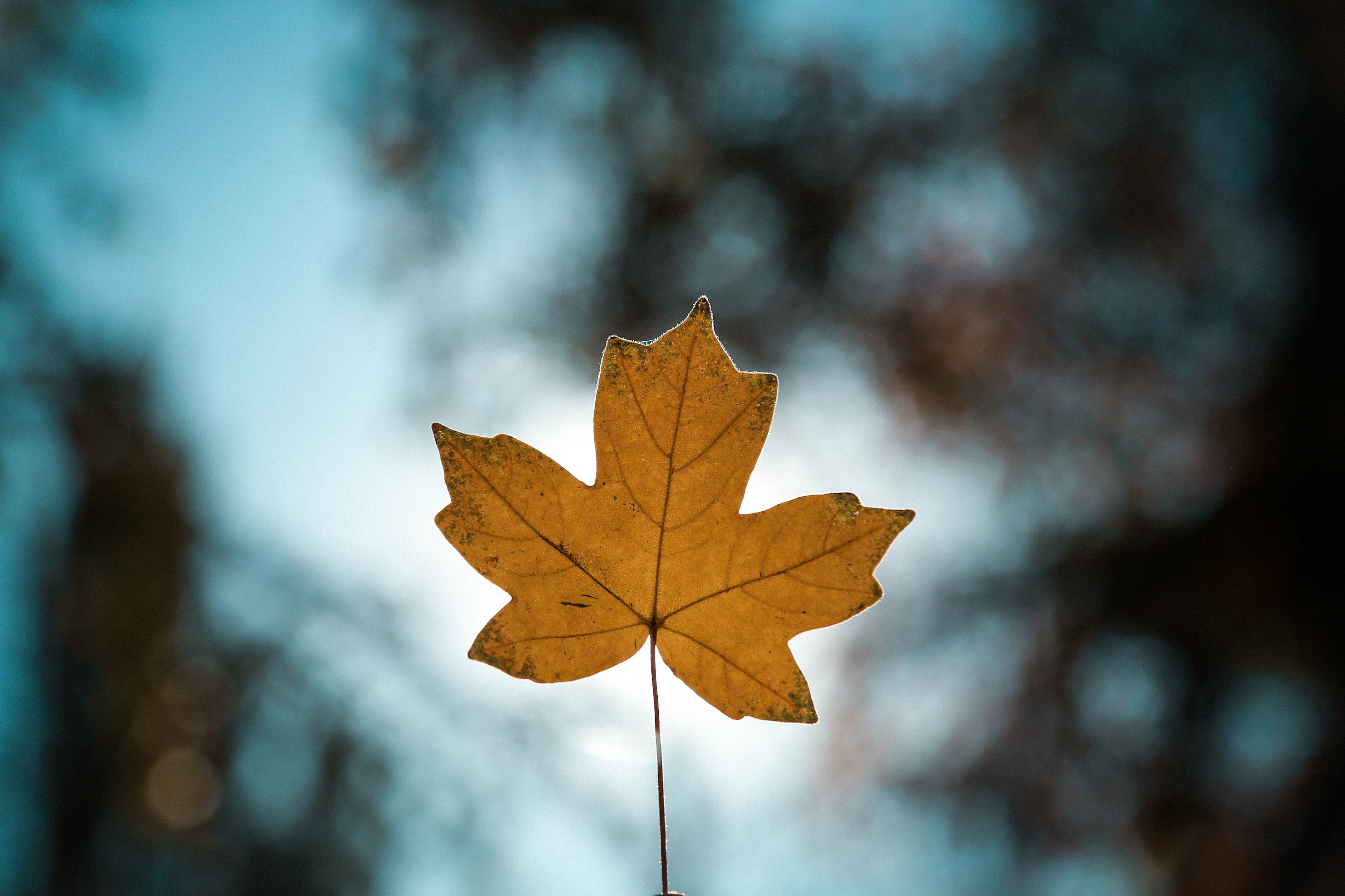 iPhone background macro, close-up, autumn, leaf