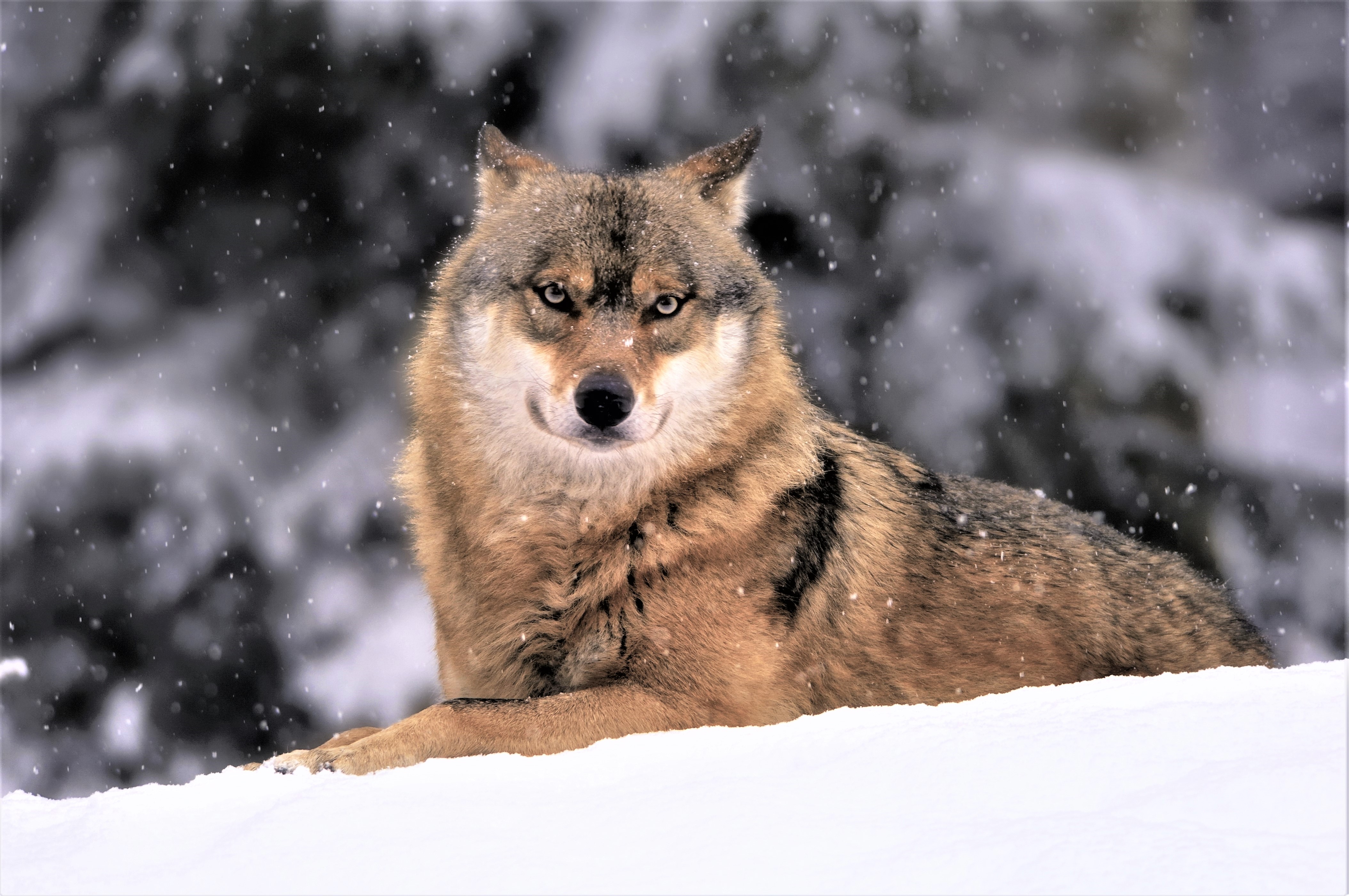 425524壁紙のダウンロード動物, 狼, 銃口, 雪, 降雪, 冬, オオカミ-スクリーンセーバーと写真を無料で