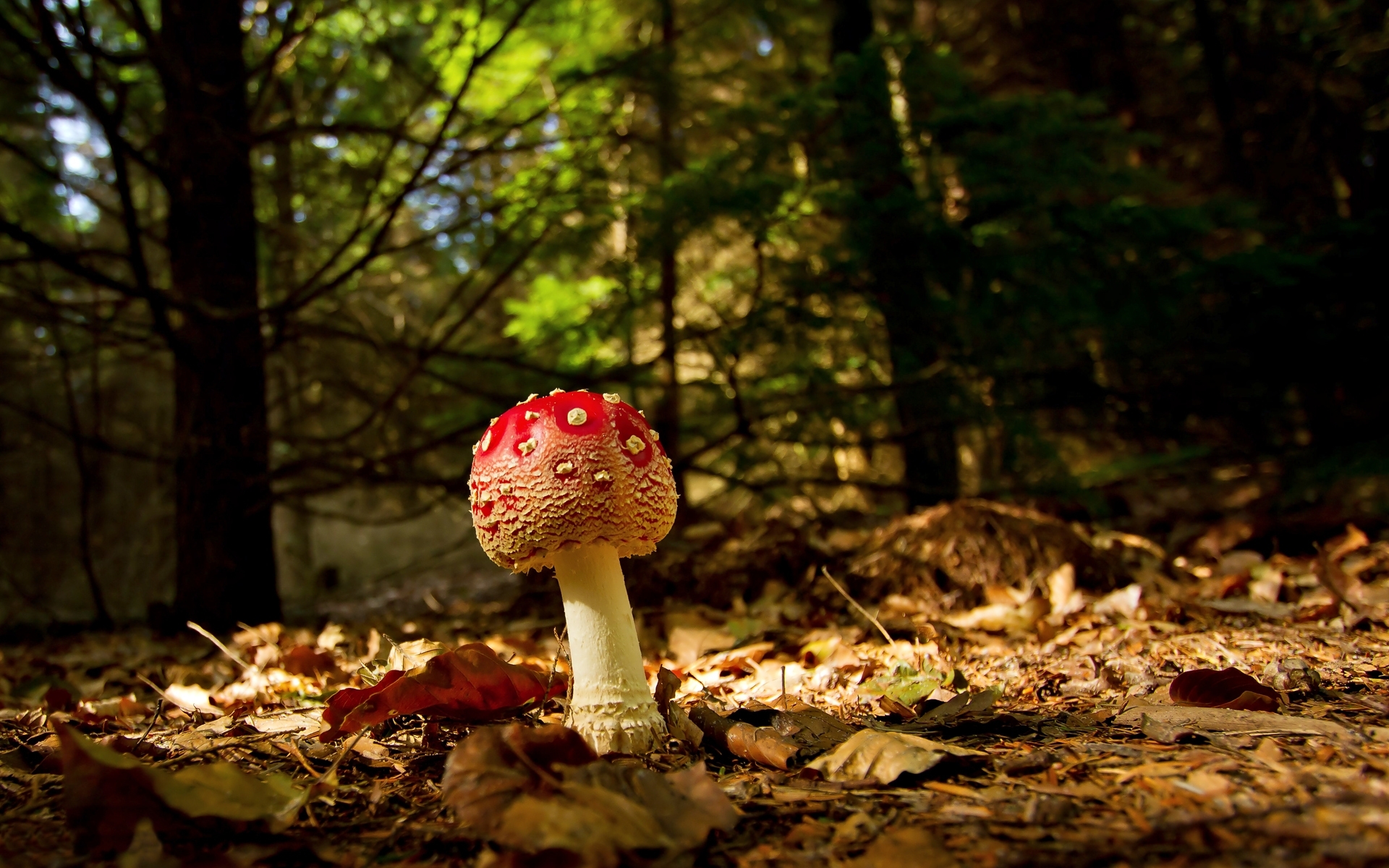 Laden Sie das Landschaft, Herbst, Pilze-Bild kostenlos auf Ihren PC-Desktop herunter