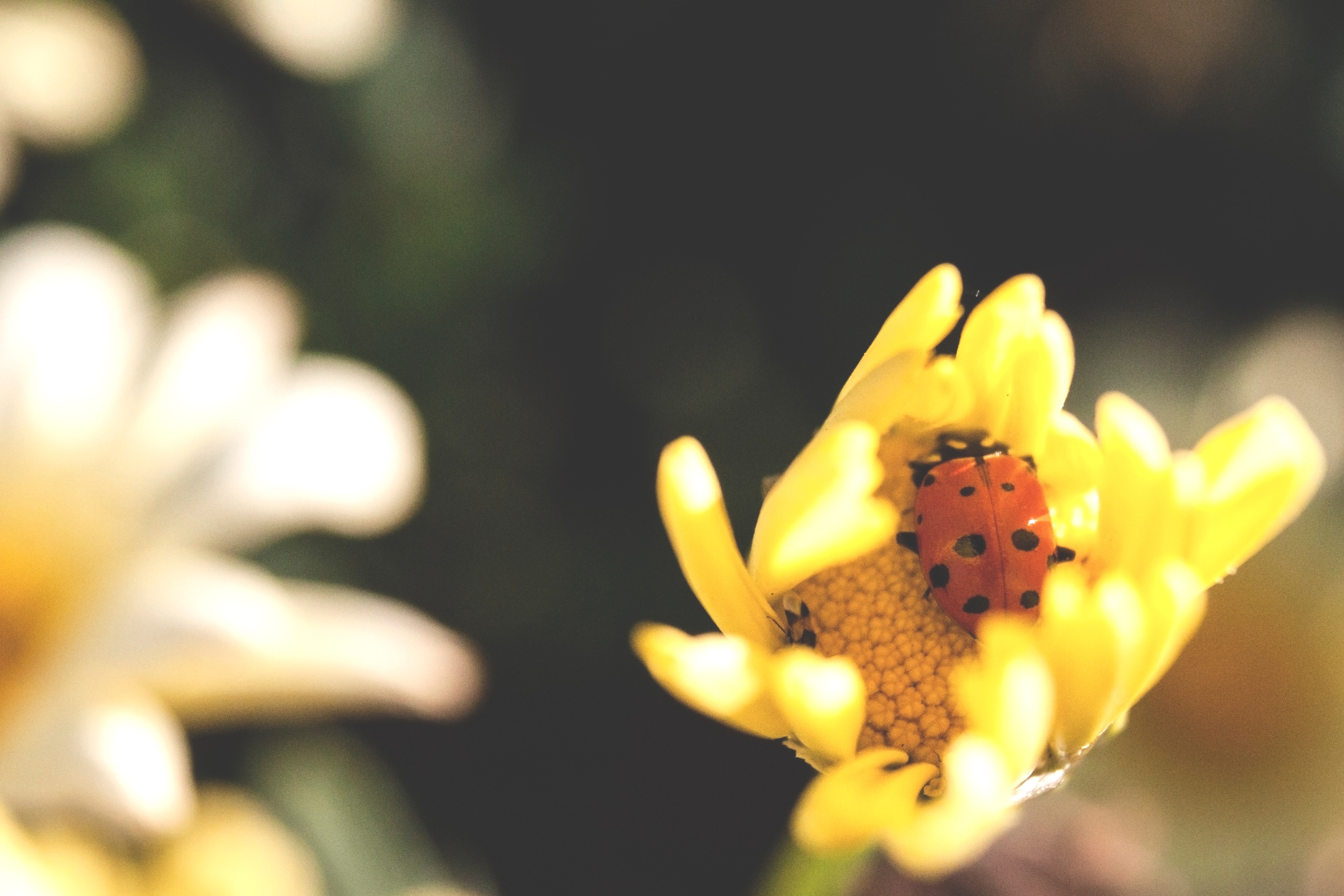 Wallpaper for mobile devices ladybird, flower, macro, insect