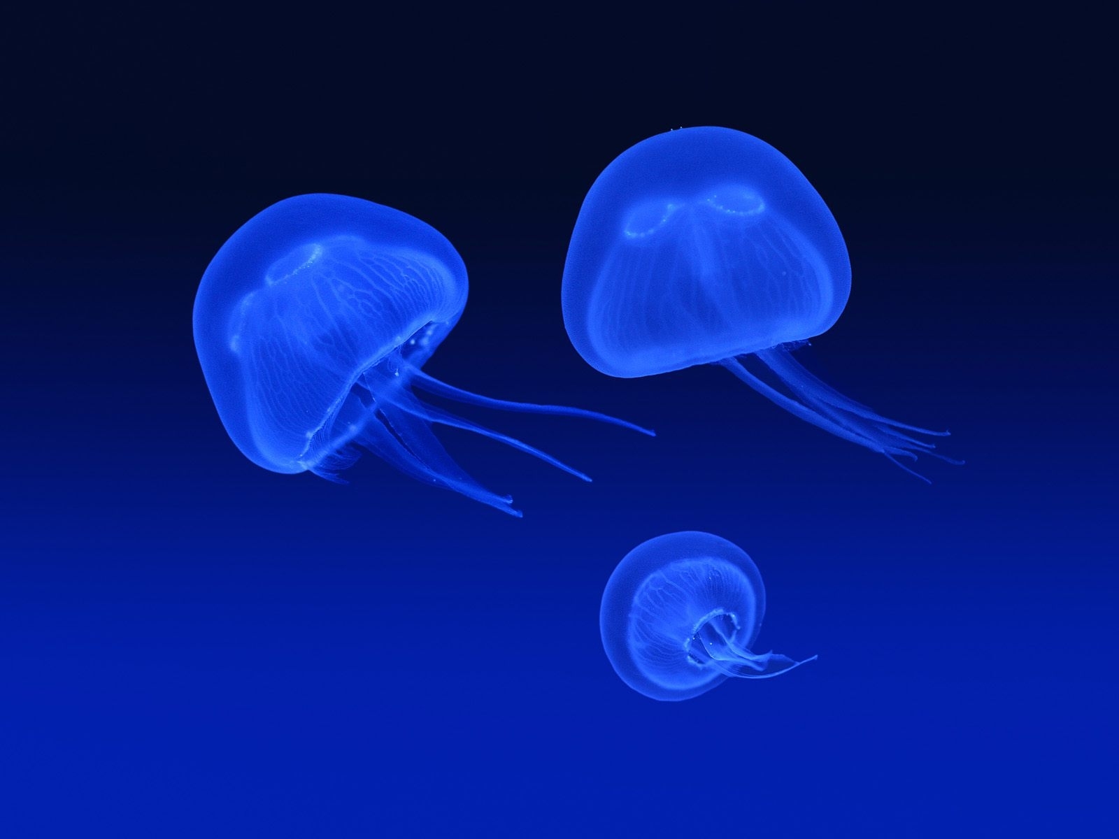 8984 Hintergrundbild herunterladen tiere, sea, jellyfish, blau - Bildschirmschoner und Bilder kostenlos