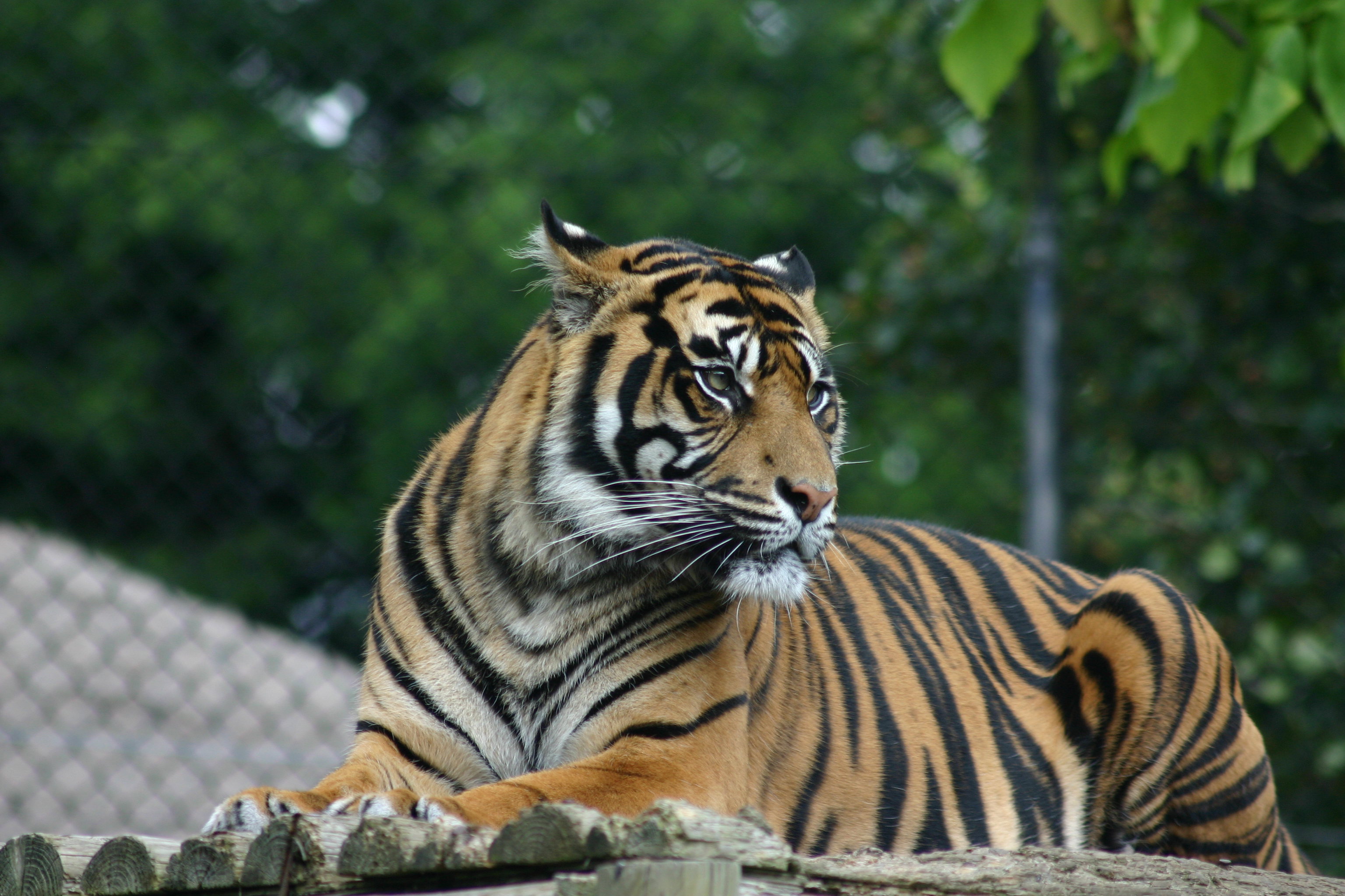 127171 скачать обои тигр, животные, морда, хищник, большая кошка, взгляд, полосы - заставки и картинки бесплатно