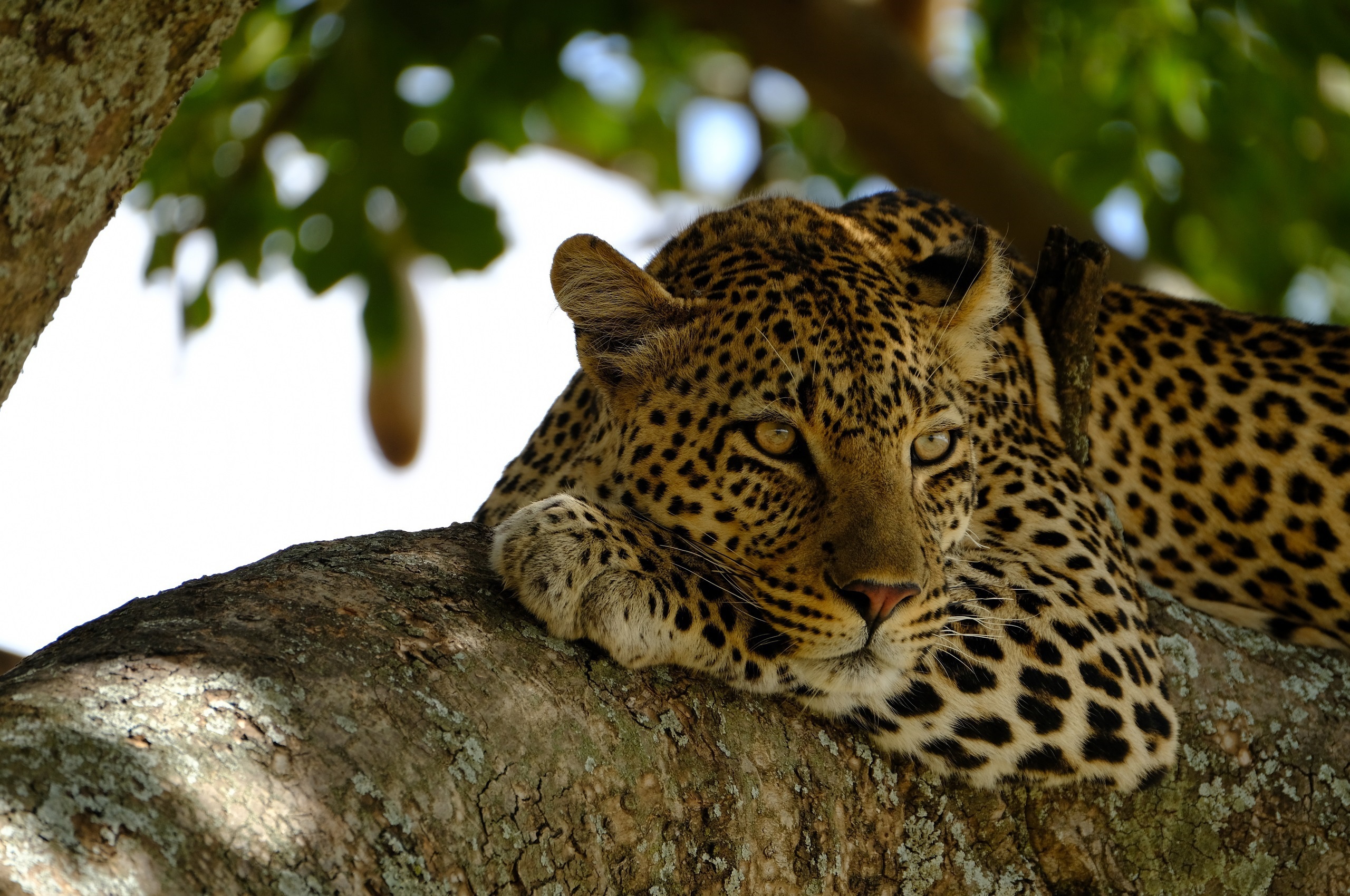 Leopard. Леопард. Дикие животные леопард. Леопард лежит. Леопард отдыхает на дереве.