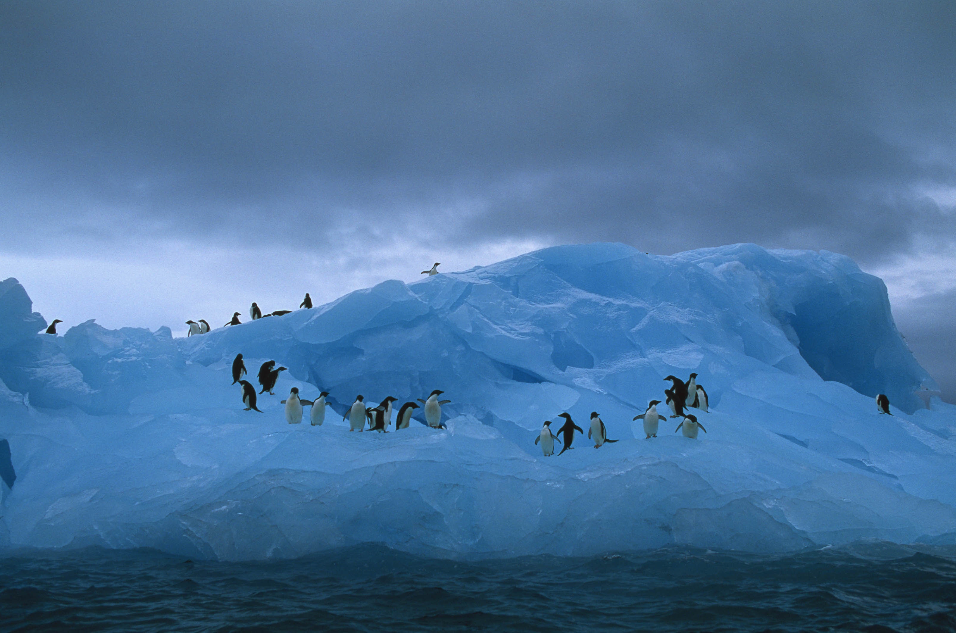 Laden Sie das Eisberg, Tiere, Pinguins, Ozean-Bild kostenlos auf Ihren PC-Desktop herunter