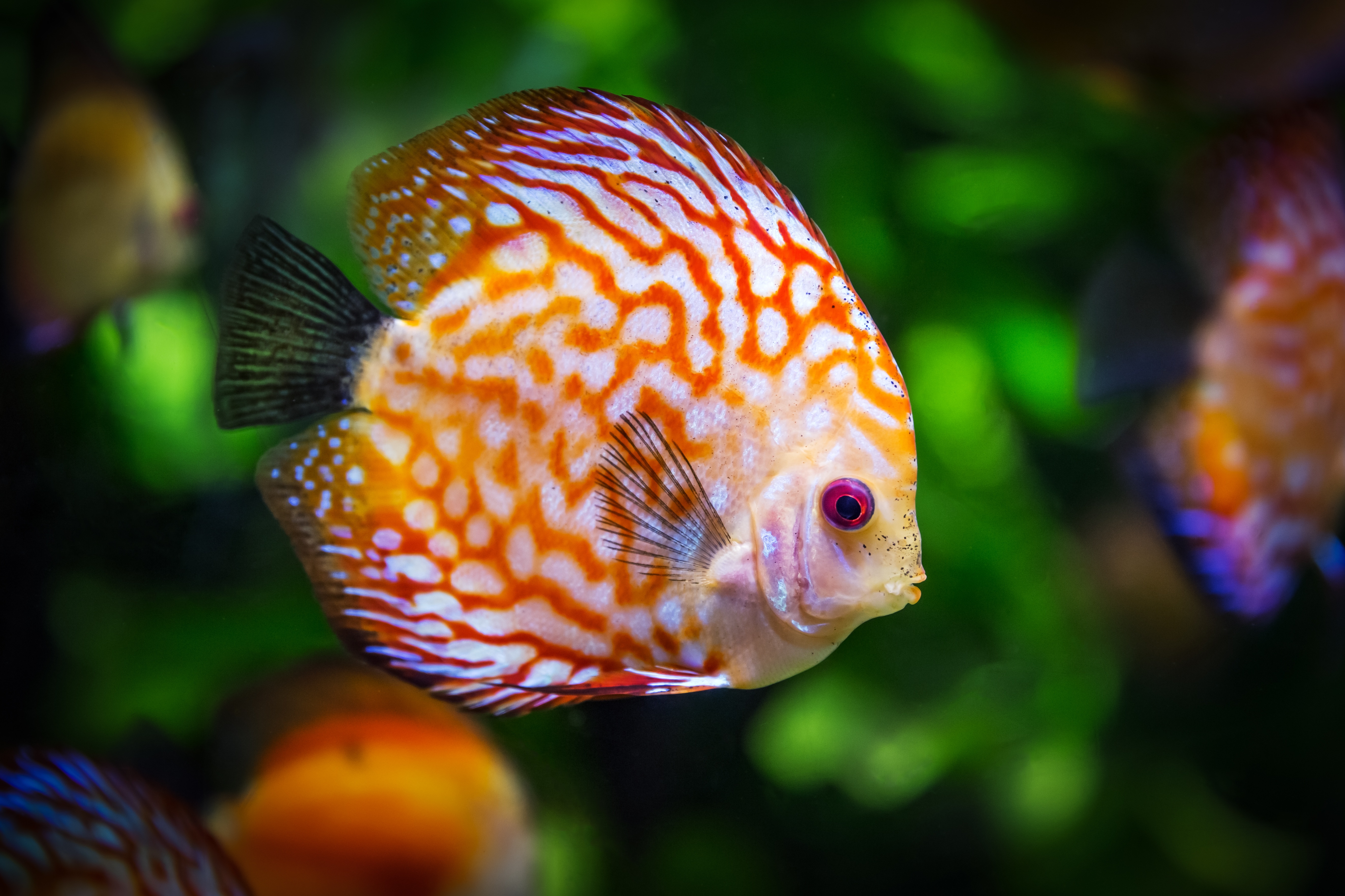 140143 Screensavers and Wallpapers Fish for phone. Download color, animals, fish, discus pictures for free