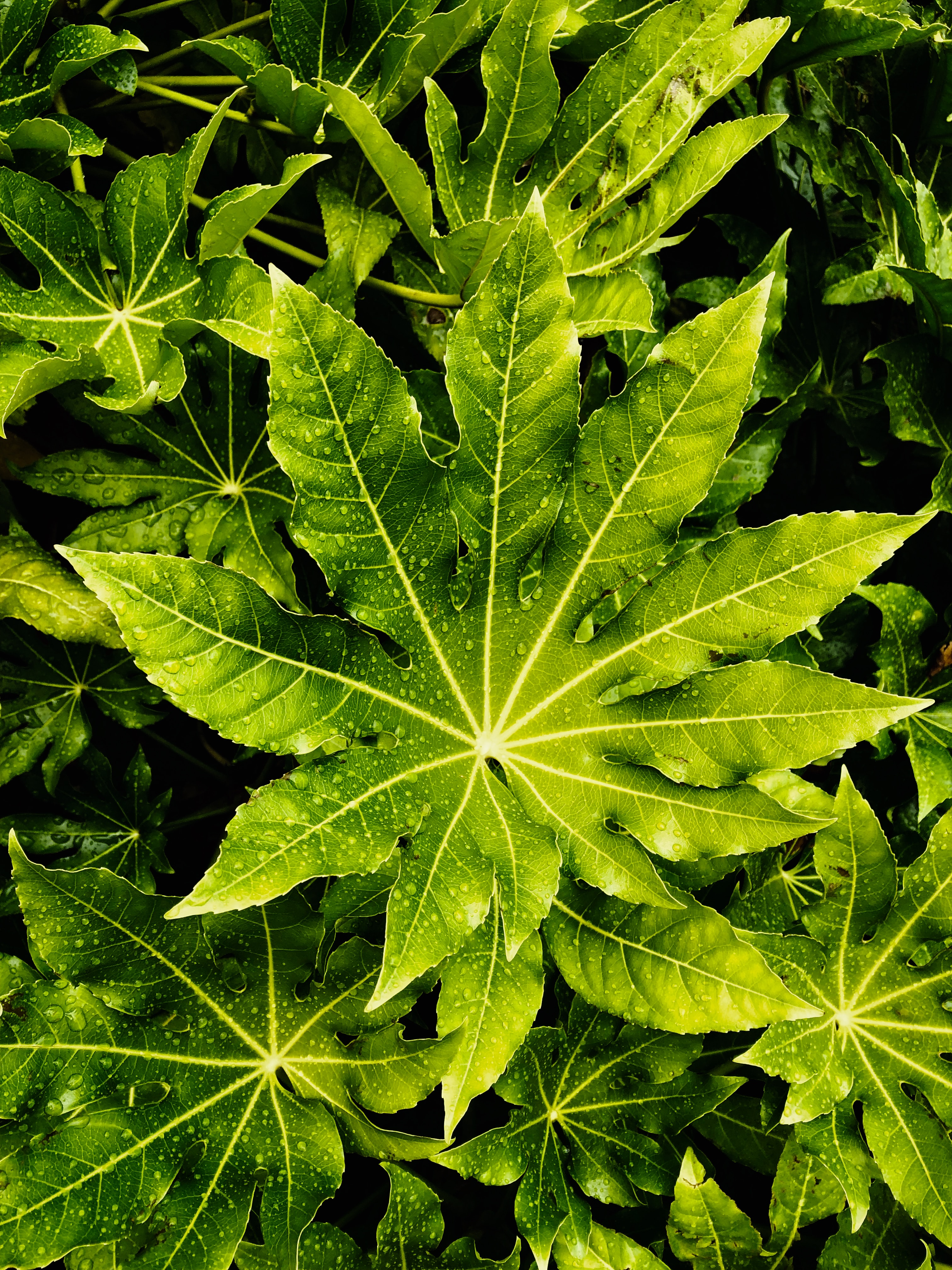 leaves, drops, green, macro, wet