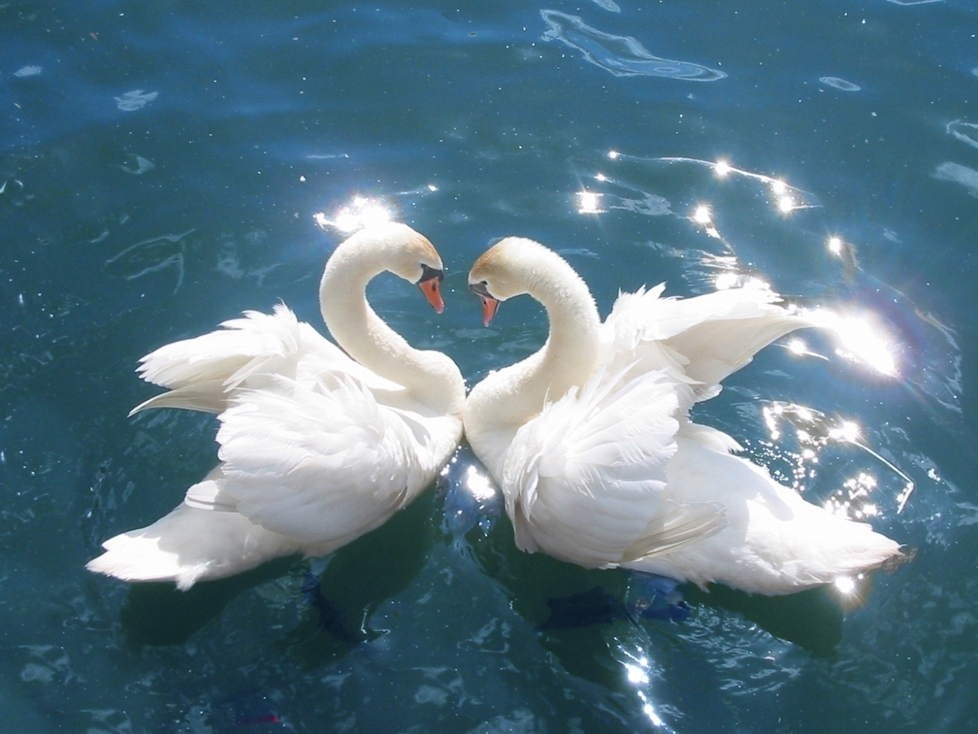 Laden Sie das Vögel, Tiere, Wasser, Swans-Bild kostenlos auf Ihren PC-Desktop herunter