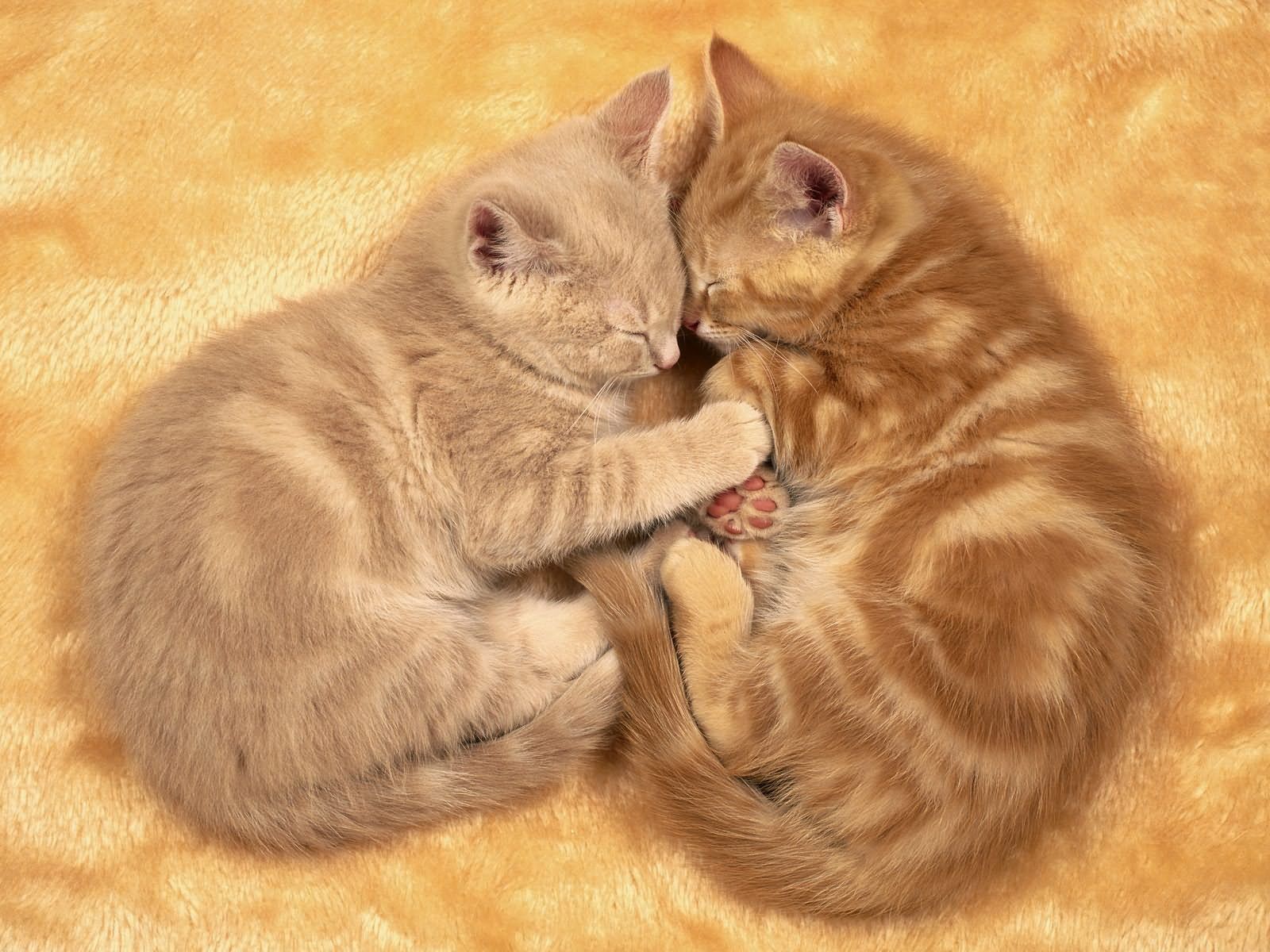 66093 download wallpaper animals, couple, pair, sleep, dream, toddlers, kids, kittens screensavers and pictures for free