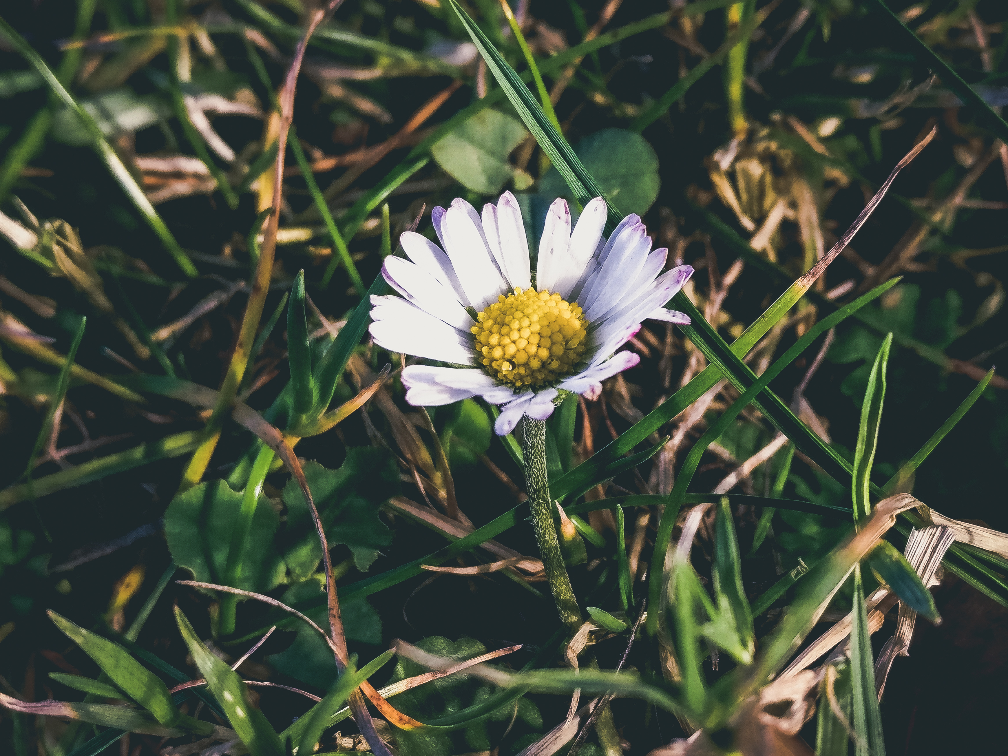 chamomile, grass, petals, flowers HD Wallpaper for Phone
