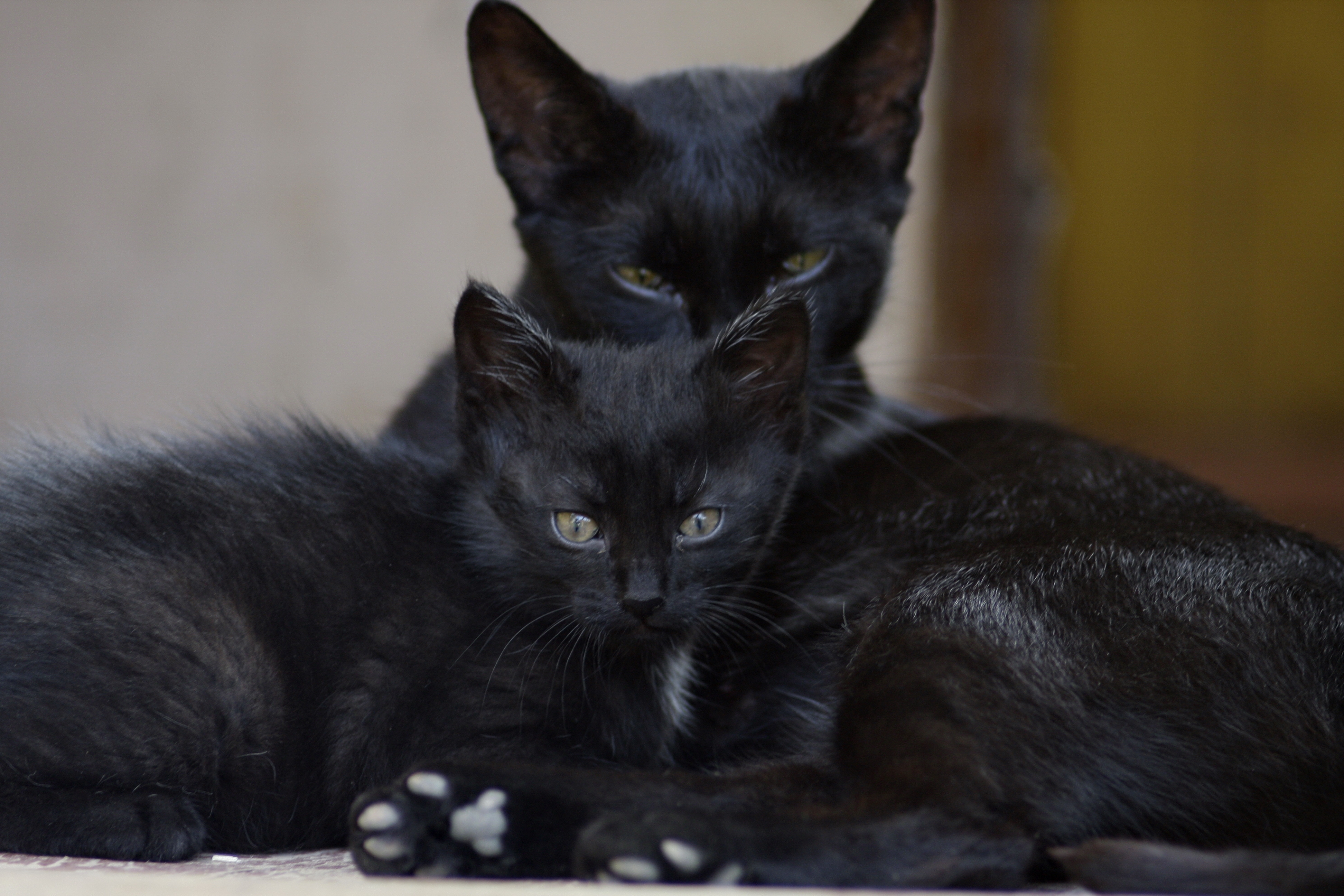 55424 Заставки і шпалери Заява на телефон. Завантажити чорні коти, погляд, родина, чорні кішки картинки безкоштовно