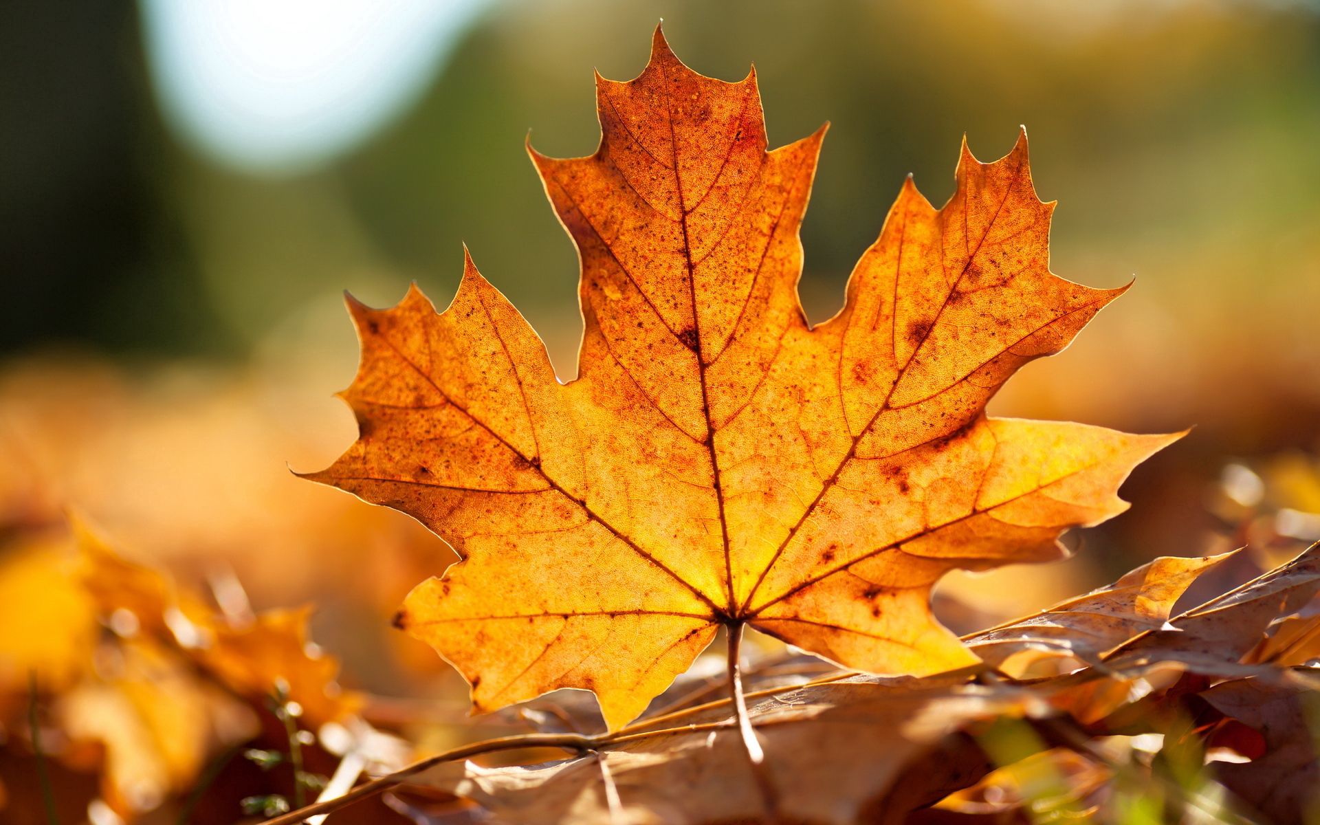 92314 Screensavers and Wallpapers Leaf for phone. Download nature, sheet, leaf, maple, veins pictures for free