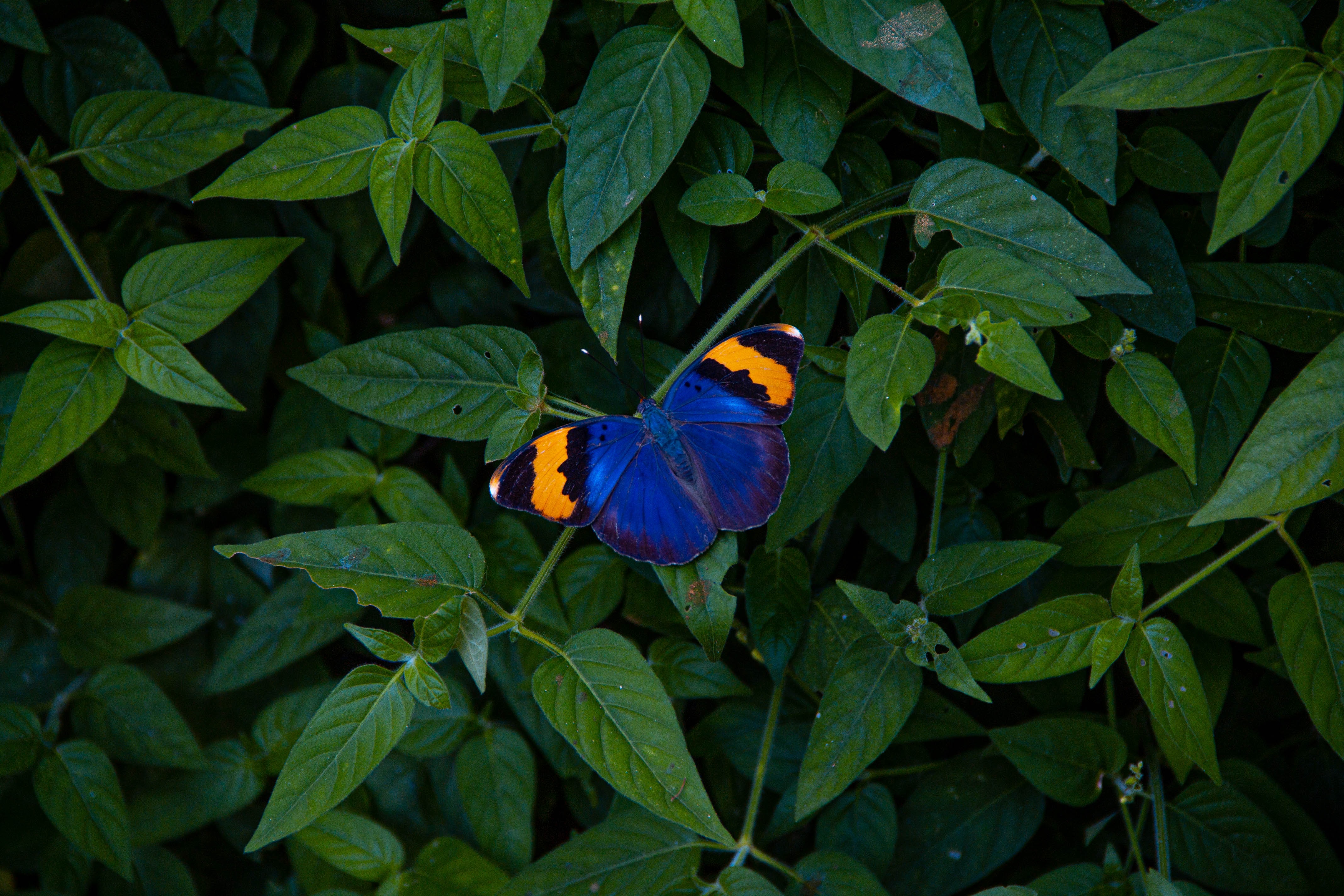 Desktop Backgrounds Butterfly animals, leaves, motley, wings