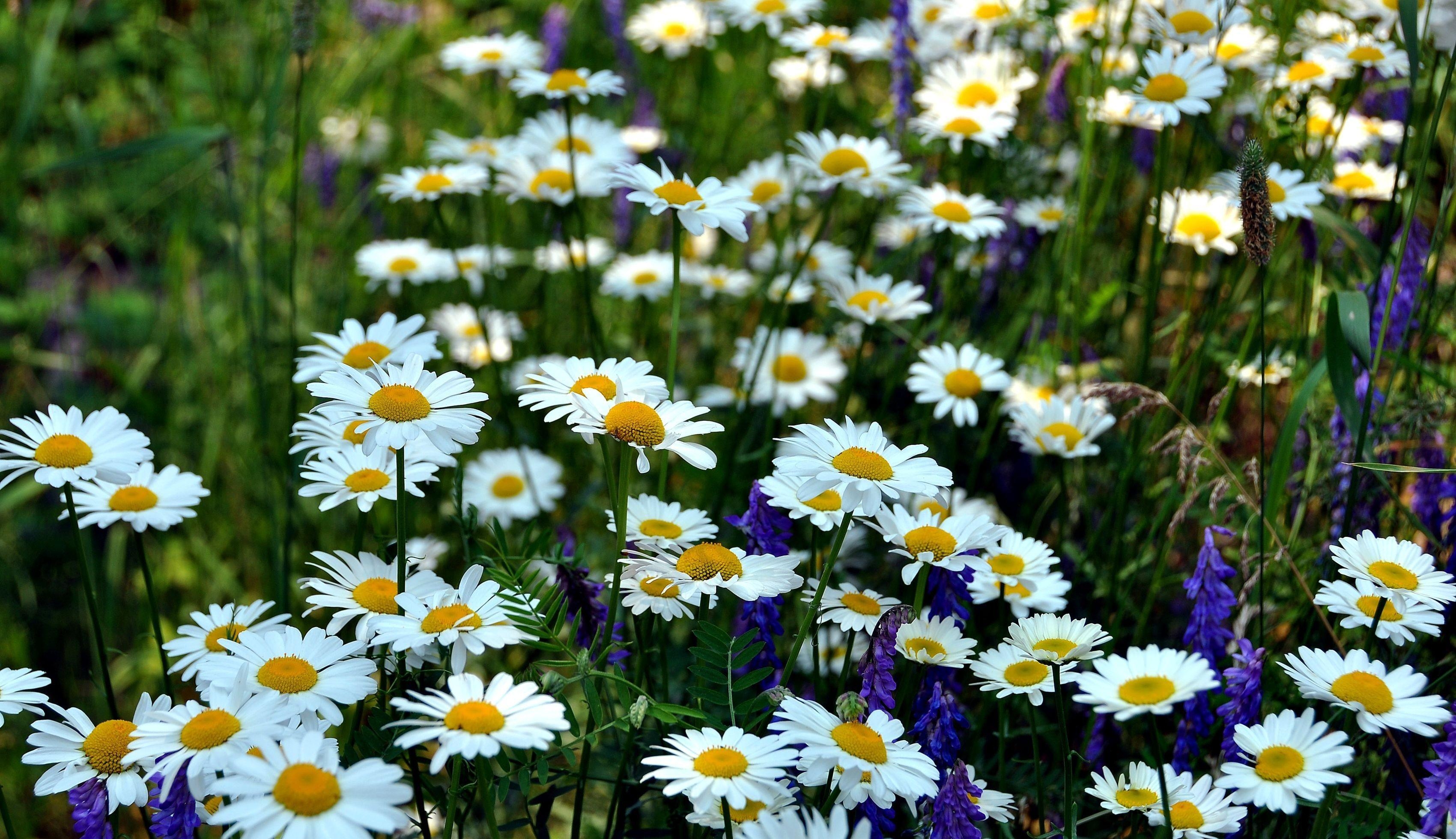 grass, blur, flowers, summer, camomile, smooth, greens, glade, polyana wallpapers for tablet