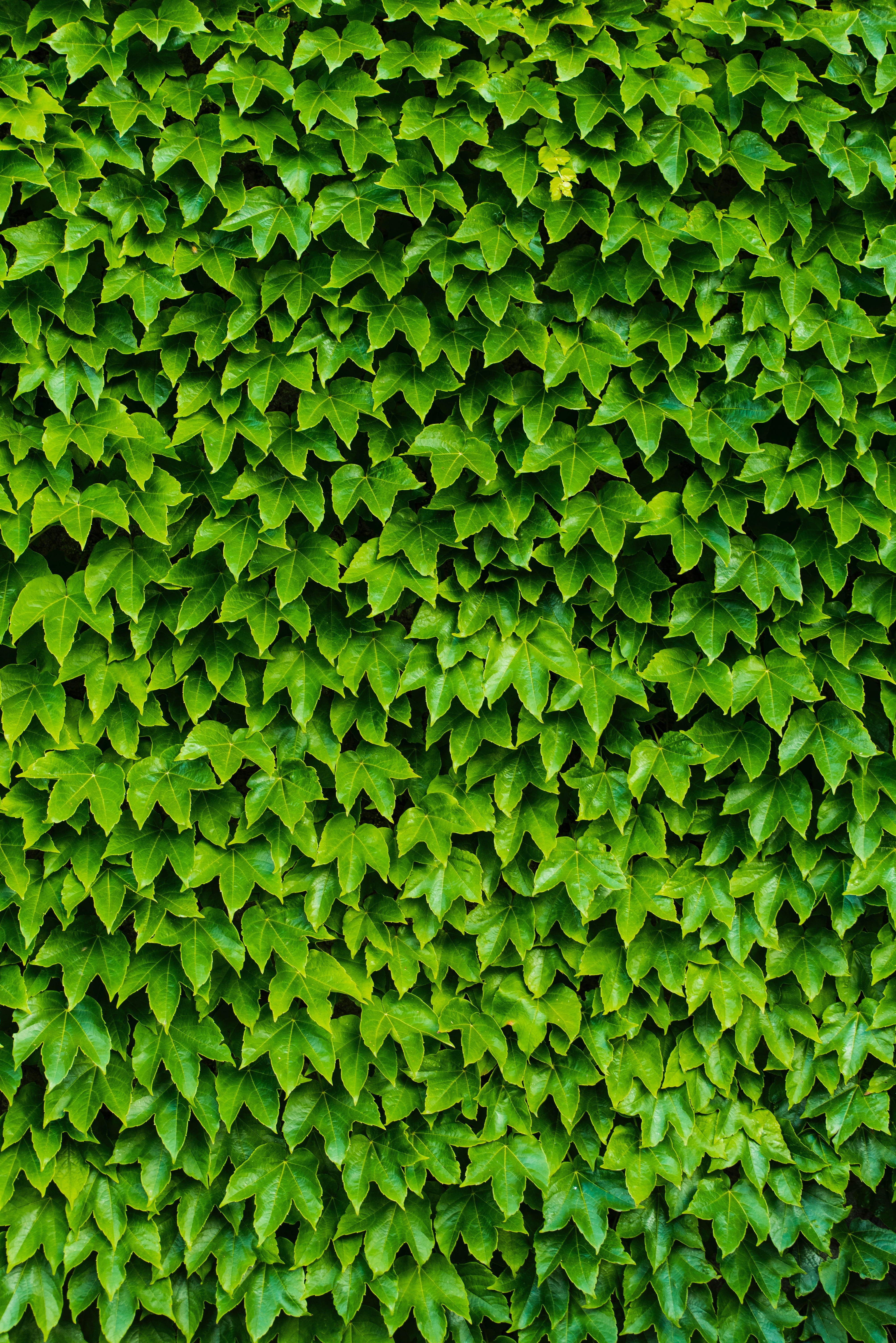 green, foliage, nature, plant, carved 1080p