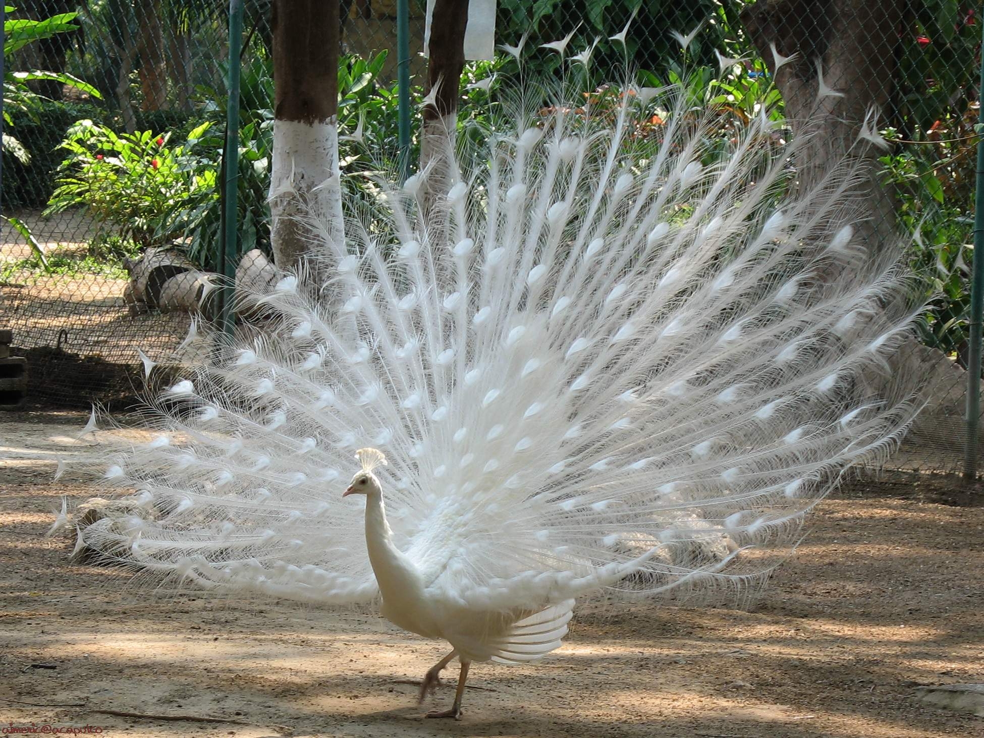 bird, peacock, mating season, feather, animals, male, marriage period UHD