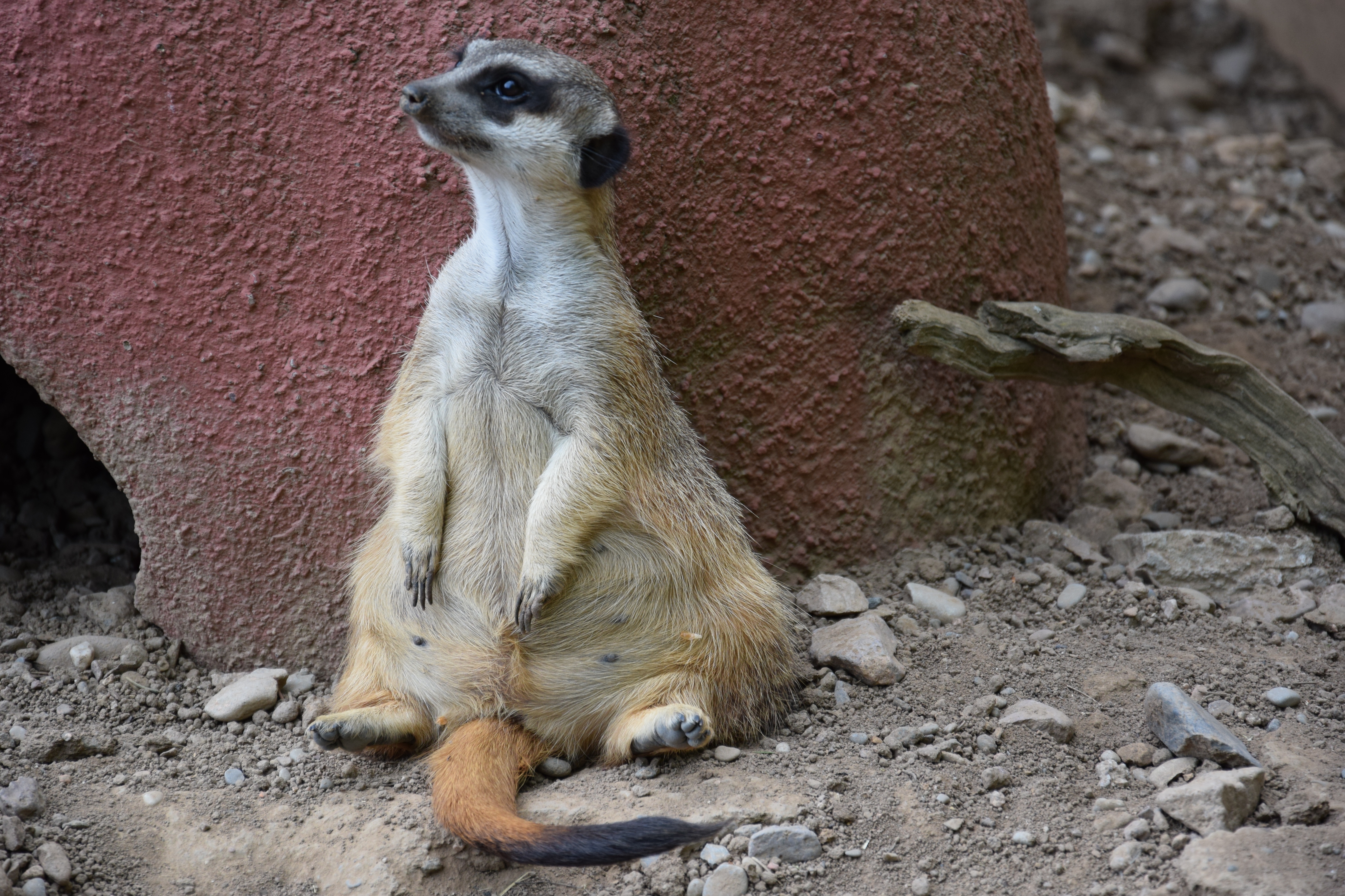 sits, is sitting, surikat, meerkat Full HD