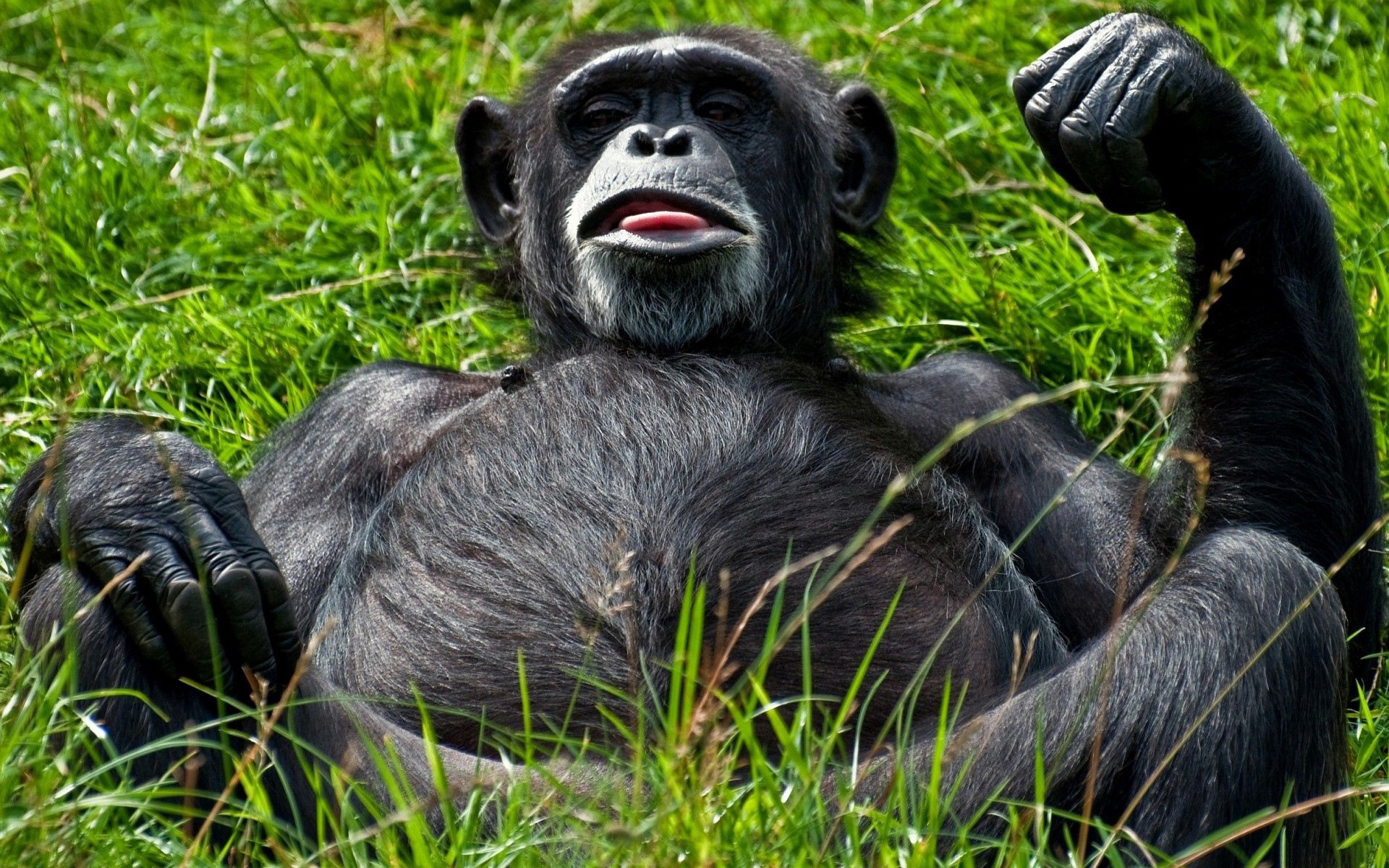 155968 免費下載 黑色 手機壁紙，猴子, 动物, 一只猴子, 躺下 黑色 圖像和手機屏保