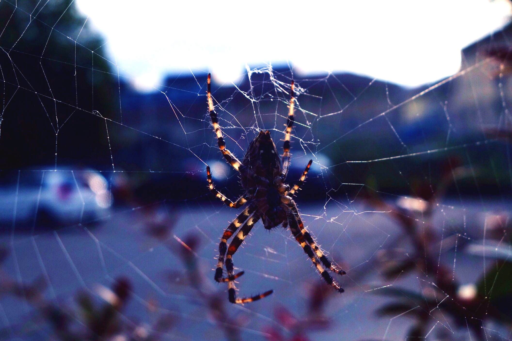 Laden Sie das Web, Makro, Insekt, Spinne-Bild kostenlos auf Ihren PC-Desktop herunter