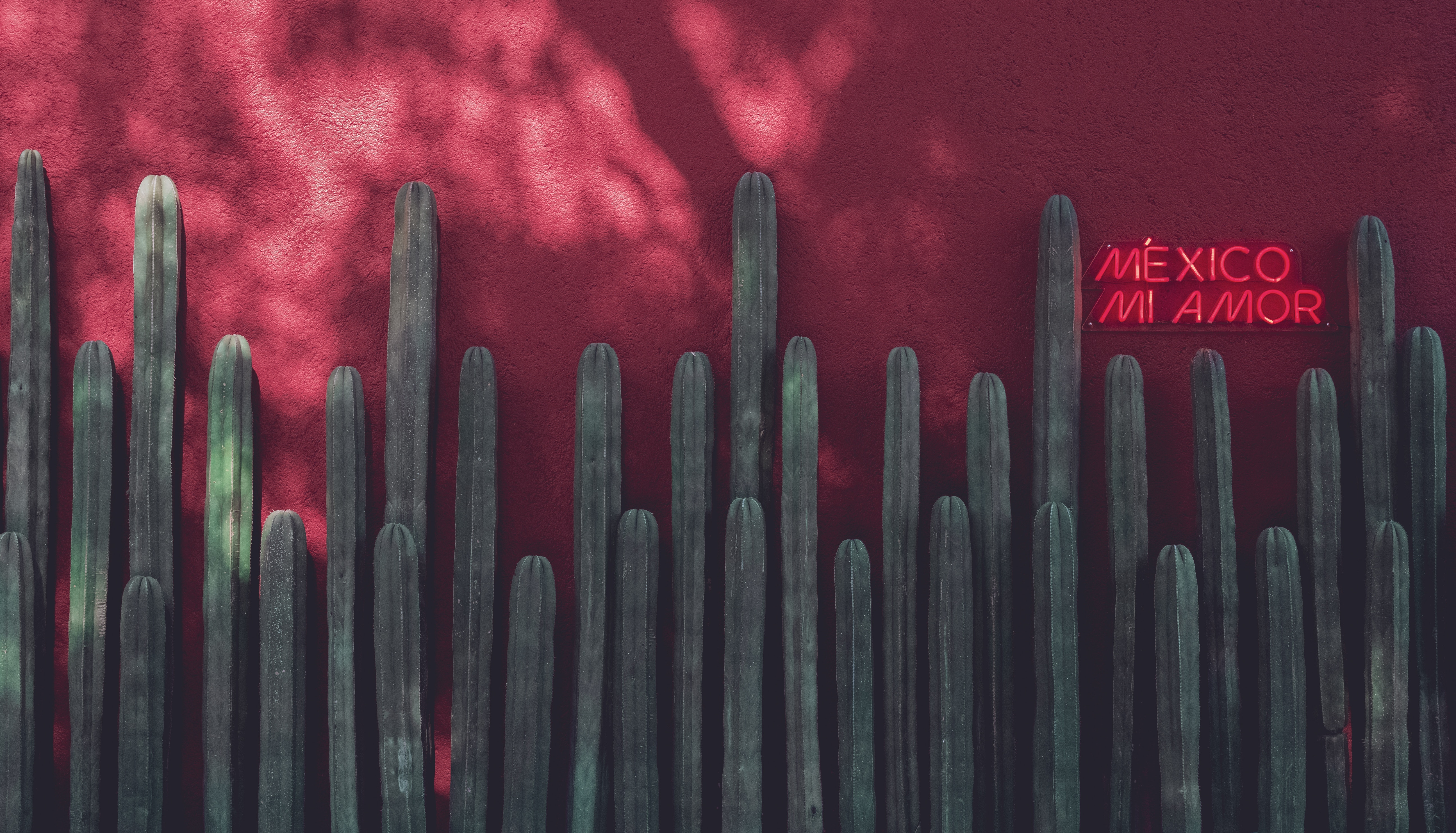 inscription, cactuses, red, words Sign HD Android Wallpapers