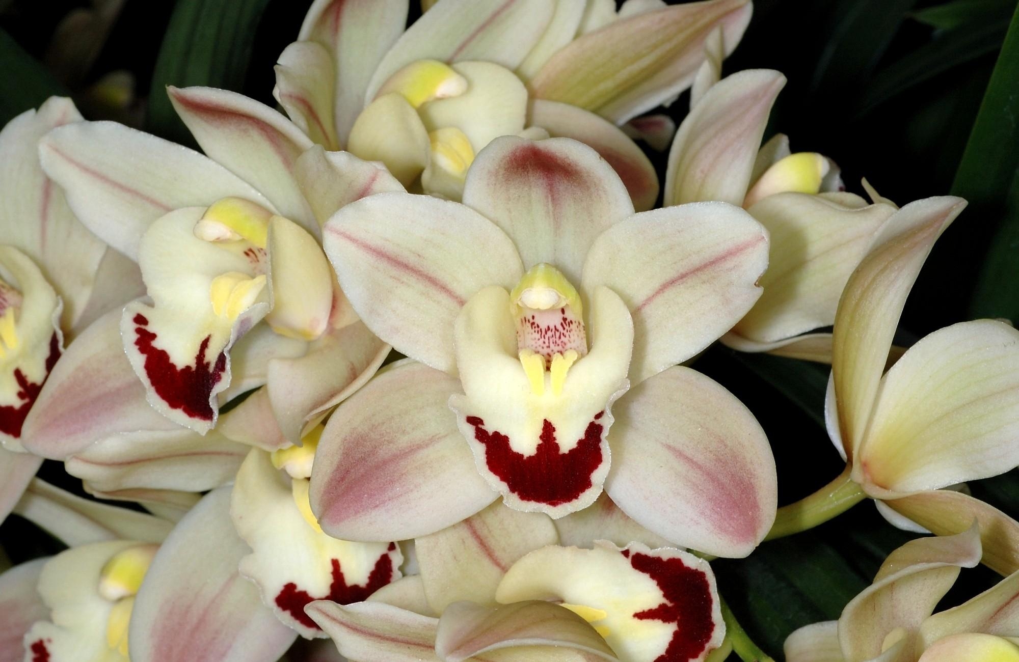 53473 Bild herunterladen blumen, weiß, blume, nahaufnahme, nahansicht, orchid, orchidee - Hintergrundbilder und Bildschirmschoner kostenlos