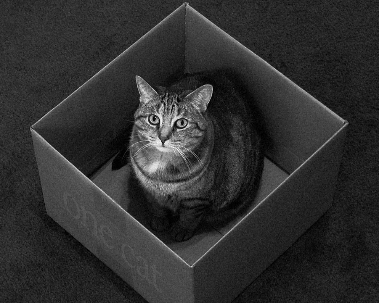 143910壁紙のダウンロード動物, 座る, ネコ, 猫, bw, chb, ボックス, 箱-スクリーンセーバーと写真を無料で