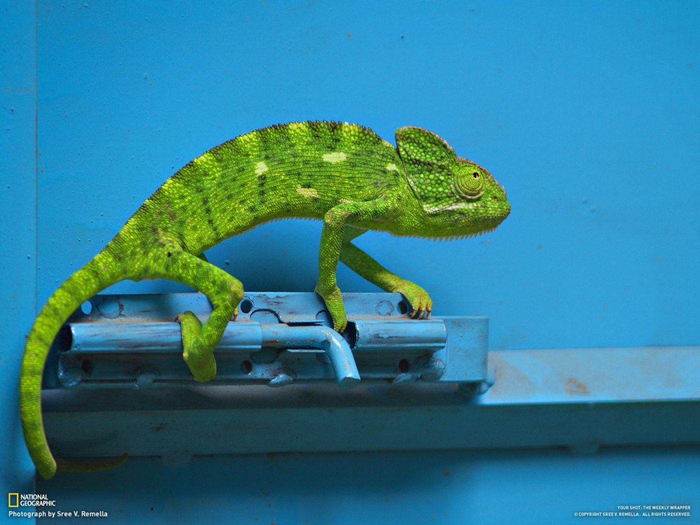 Handy-Wallpaper Tiere, Lizards kostenlos herunterladen.