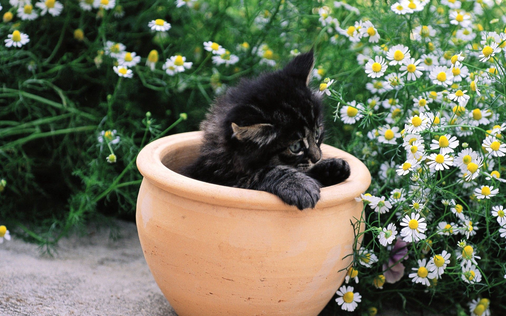 kitten, pot, animals, flowers Cell Phone Image