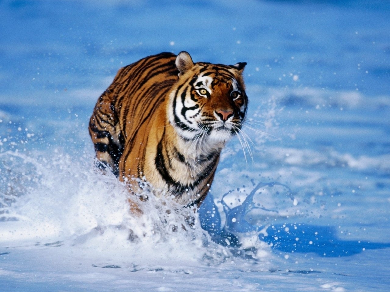 28327 Bildschirmschoner und Hintergrundbilder Tigers auf Ihrem Telefon. Laden Sie blau, tiere Bilder kostenlos herunter