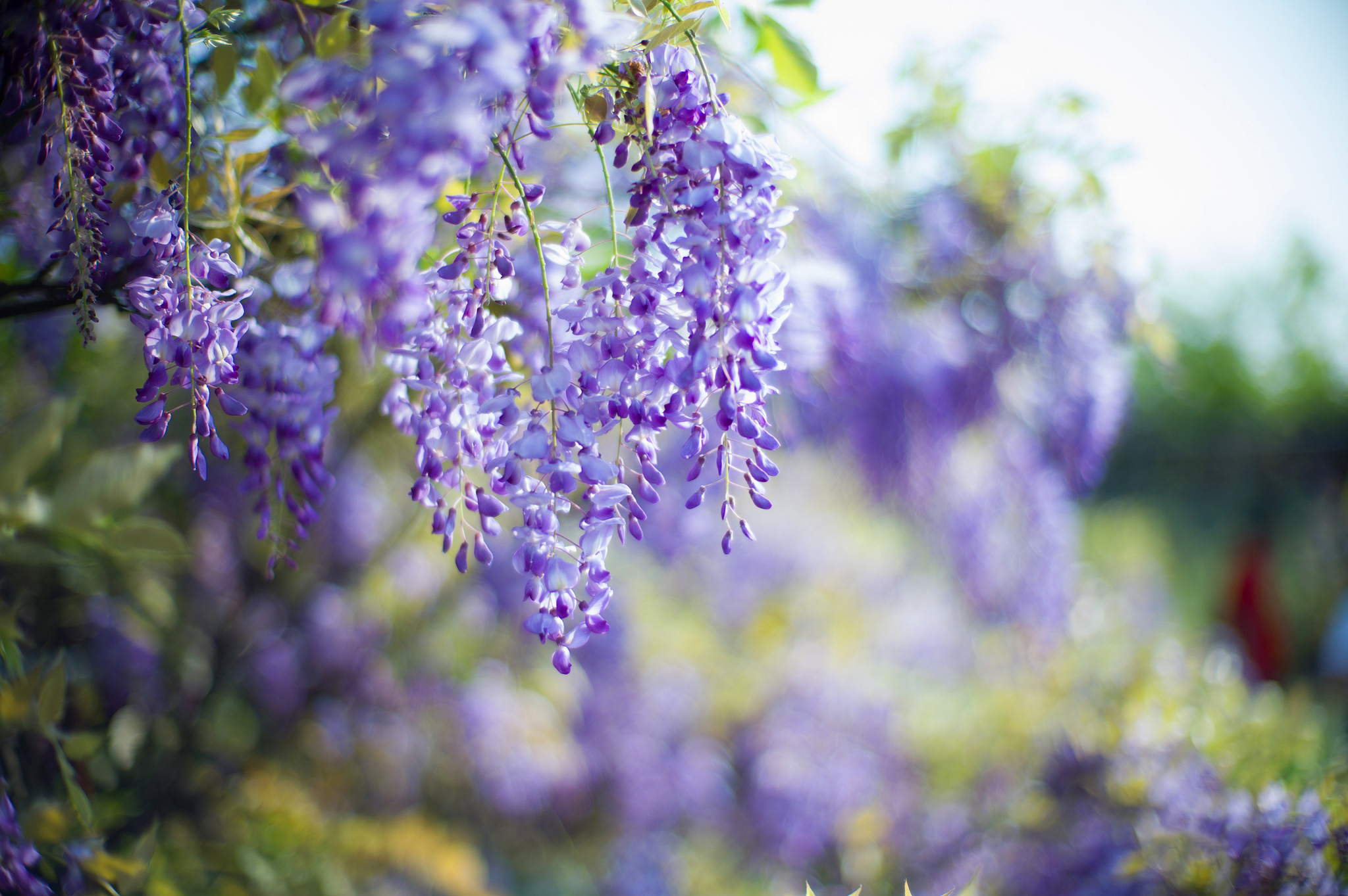 nature, flowers, bokeh, spring Download background