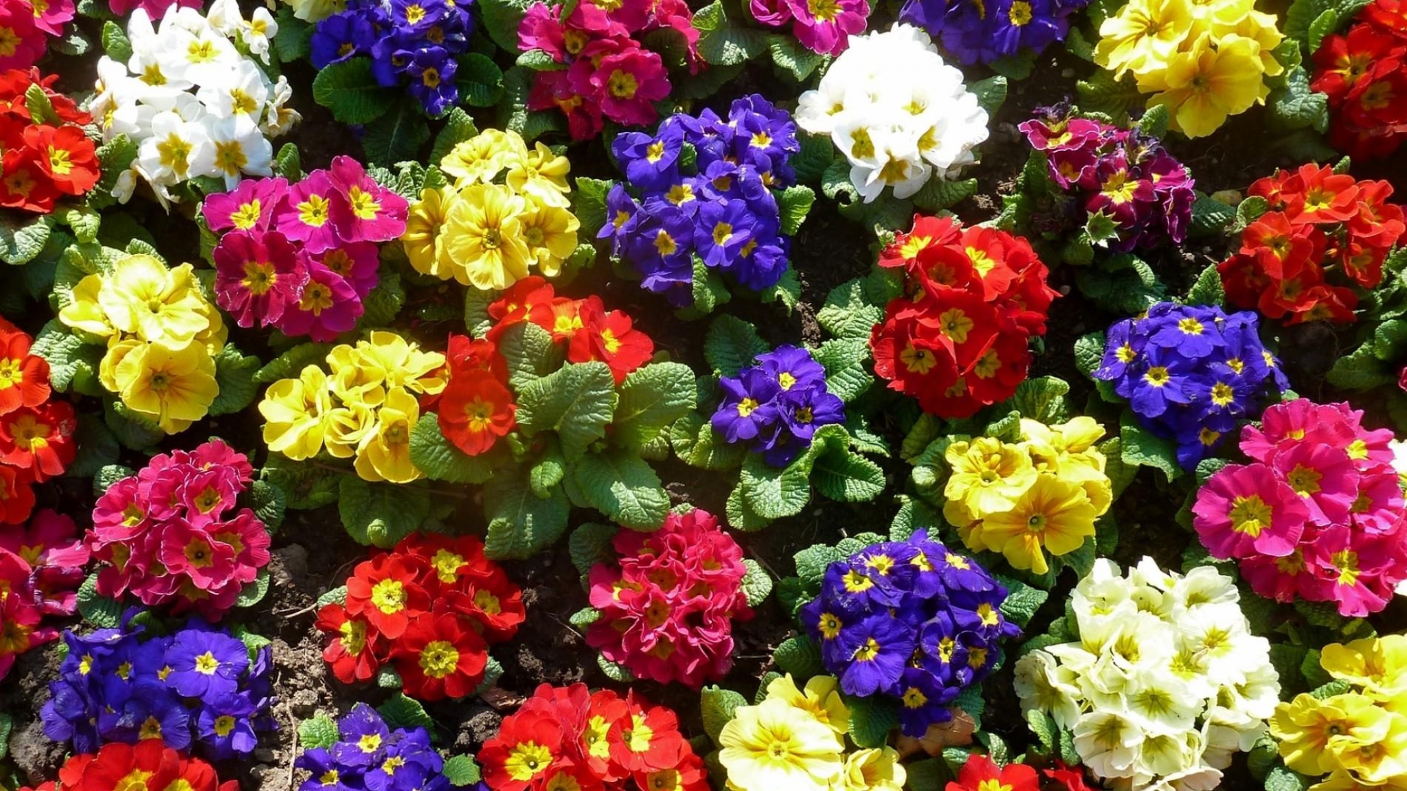 vertical wallpaper earth, primrose, blue flower, colorful, colors, flower, pink flower, red flower, white flower, yellow flower
