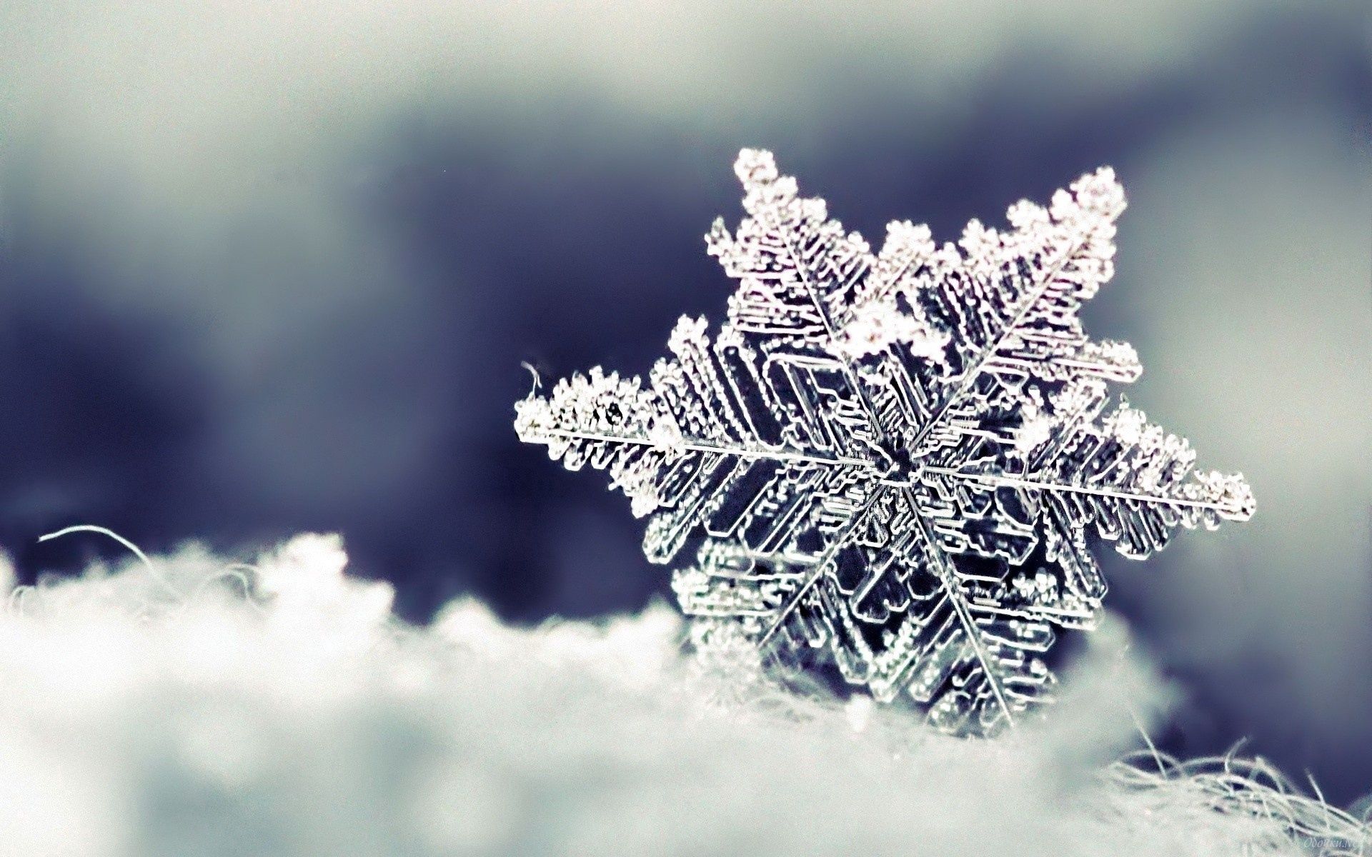 snowflake, macro, snow Winter HQ Background Wallpapers