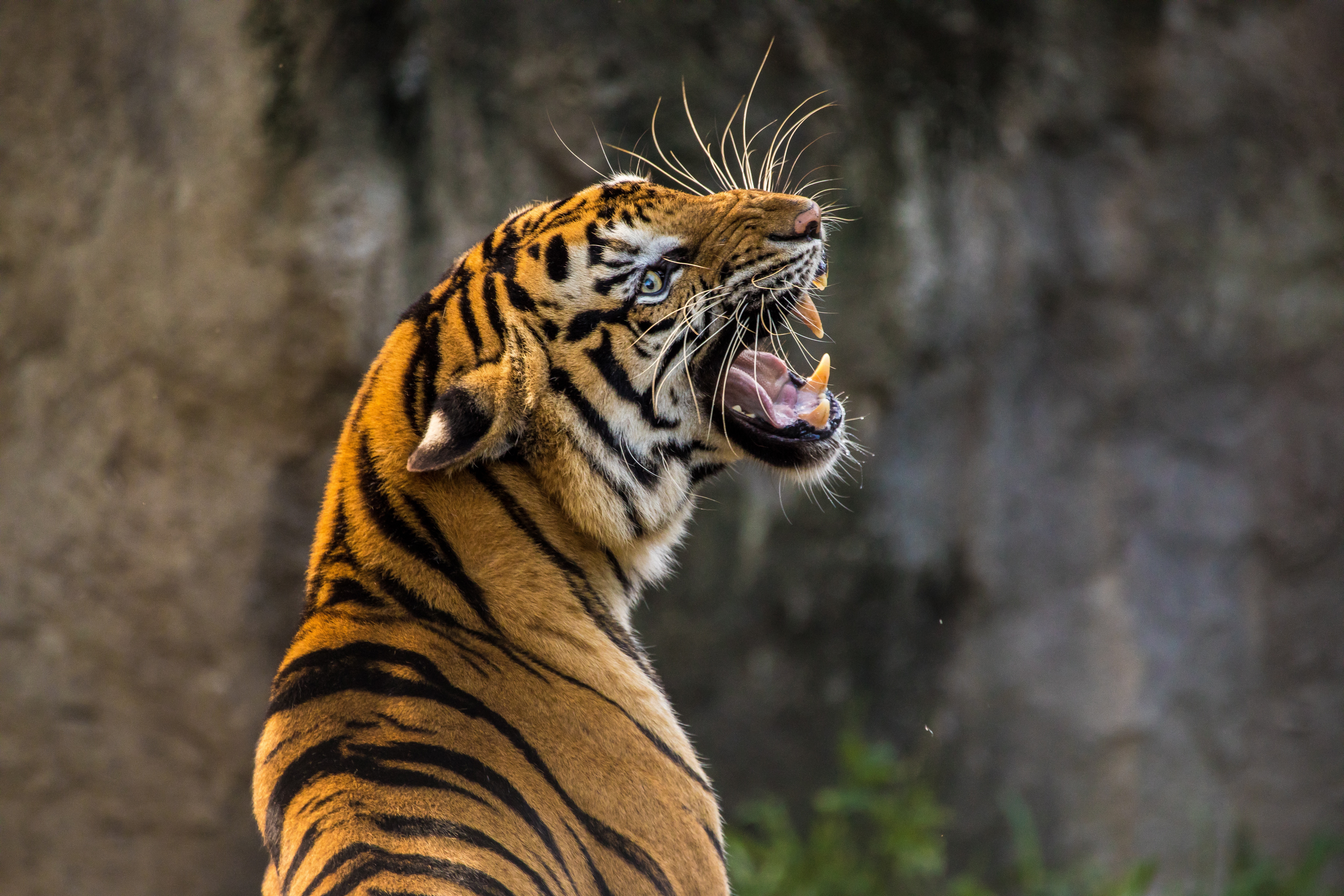 predator, tiger, animals, grin, fangs wallpapers for tablet