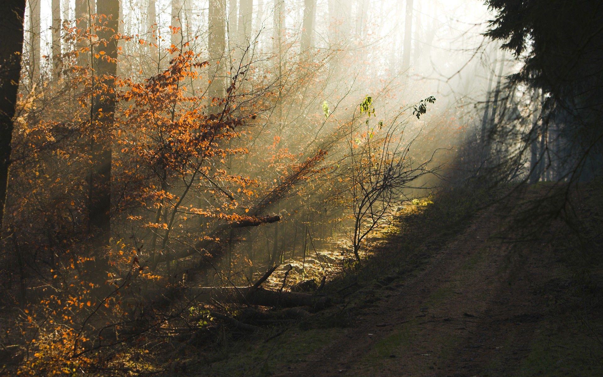 Free HD autumn, nature, trees, dawn, shine, light, forest, morning, sunny, solar
