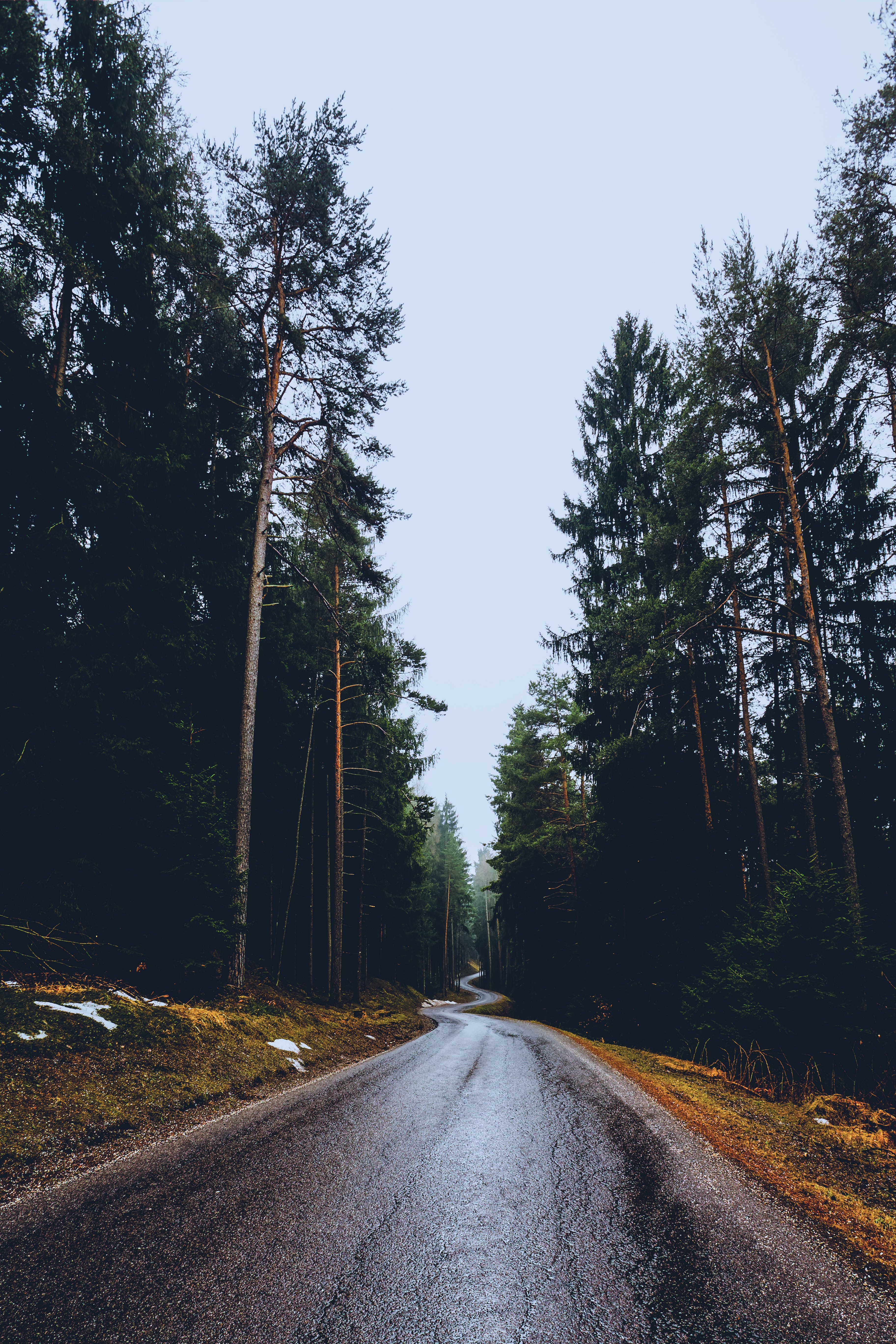 trees, nature, road, wet, asphalt, spring, winding, sinuous, humid