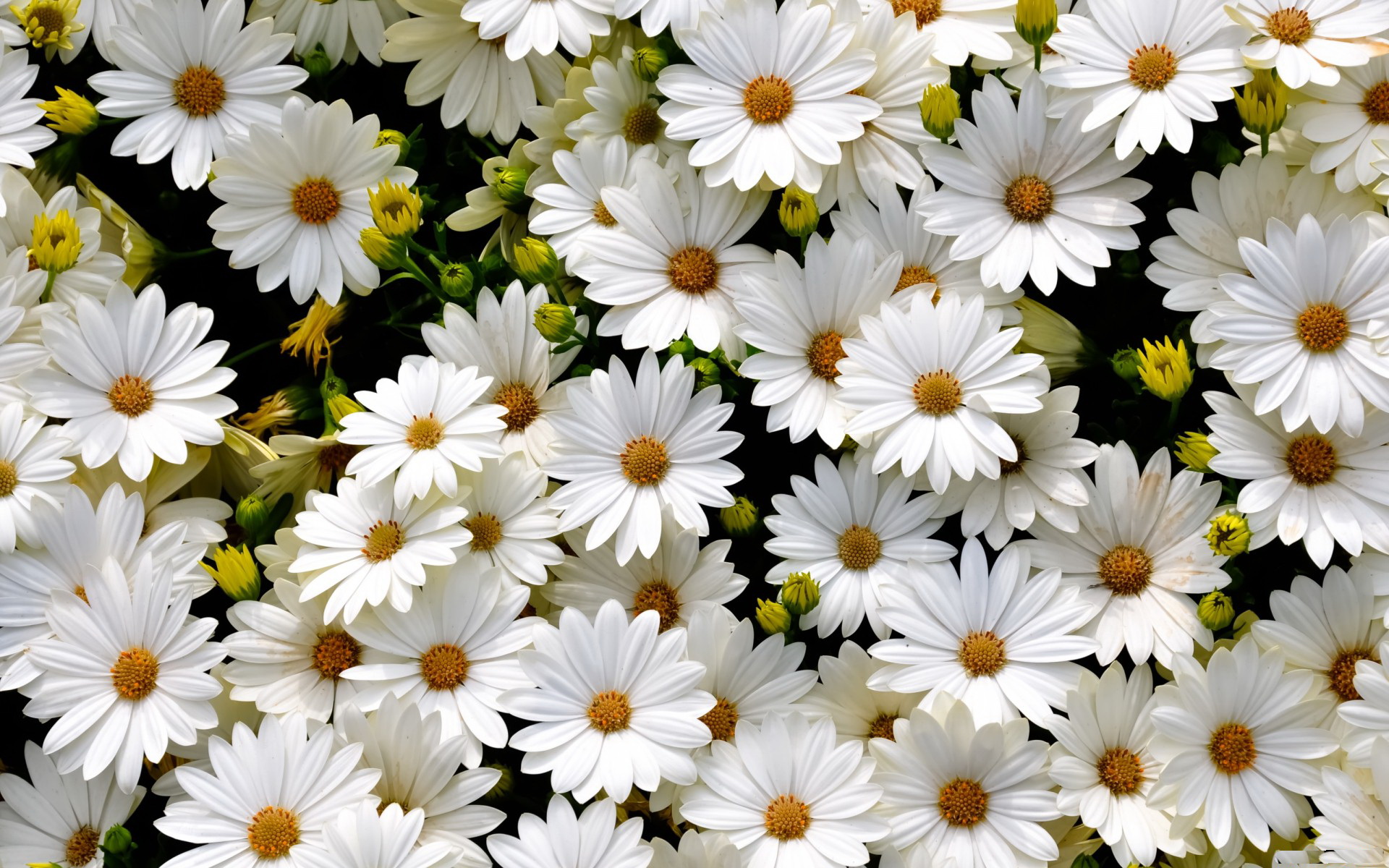 Daisy iPhone wallpapers