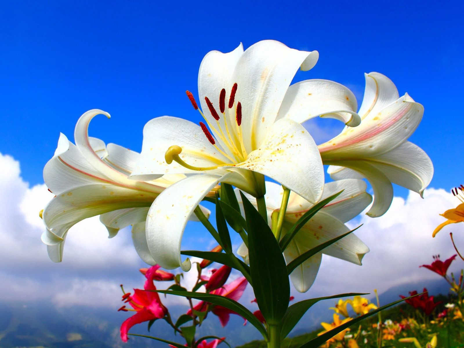 Lot flowers, sky, clouds, lilies Free Stock Photos