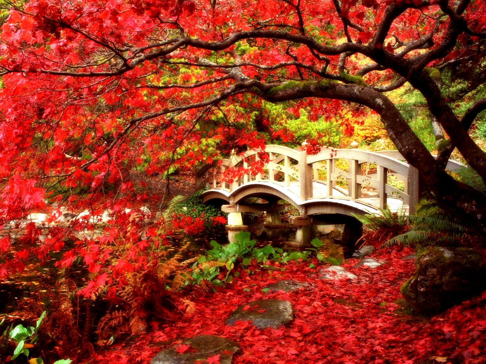 bridges, fall, maple tree, canada, japanese garden, british columbia, garden, red, bridge, man made, leaf, tree HD wallpaper
