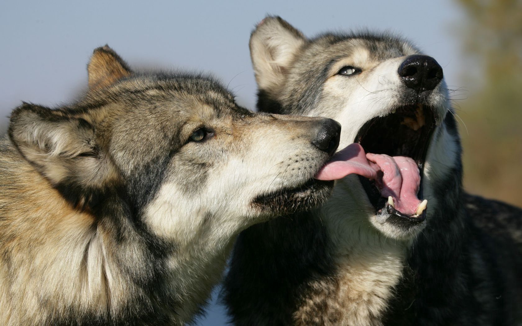 wallpapers animals, wolfs, couple, pair, lick
