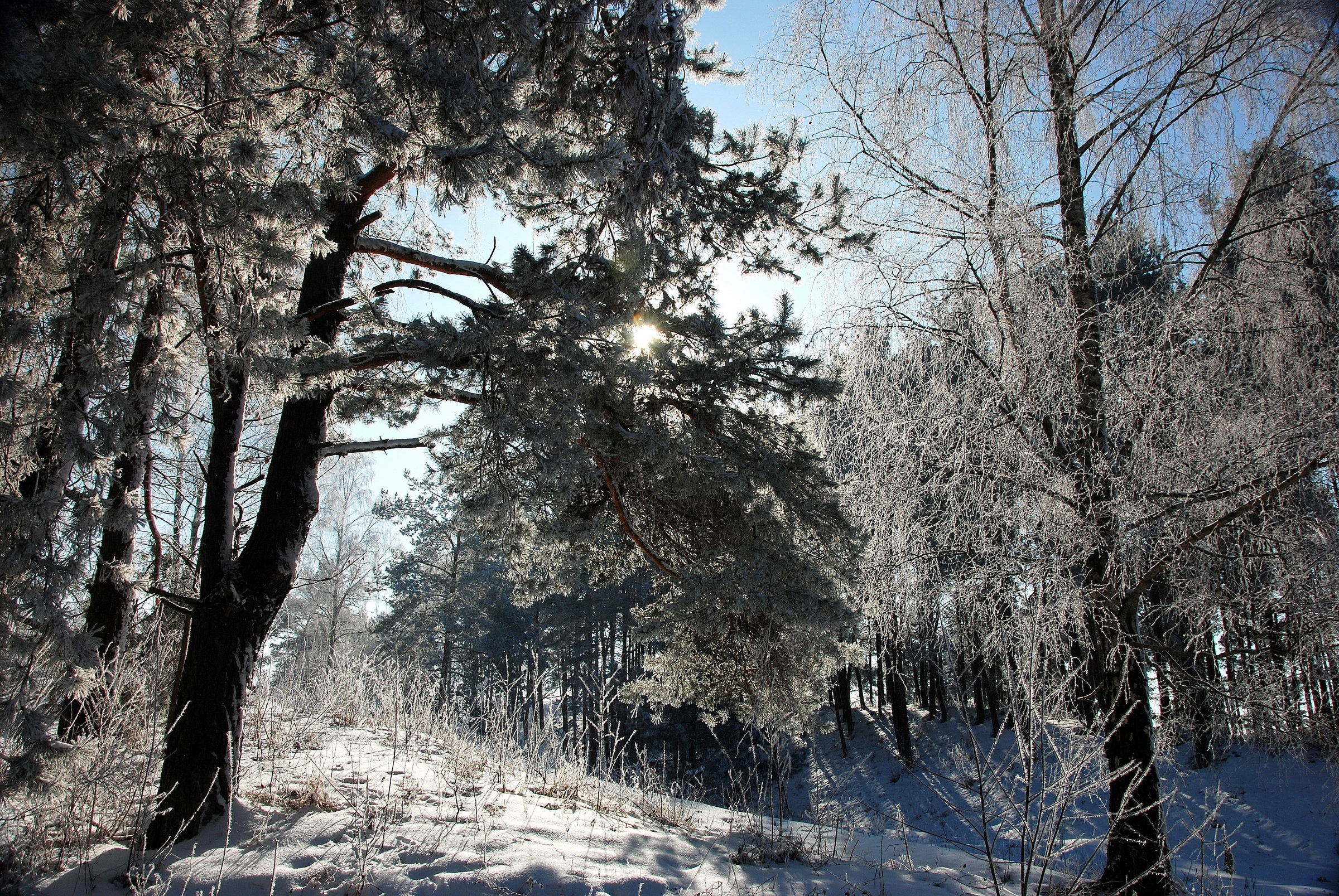 127603 Bild herunterladen natur, bäume, schnee, scheinen, licht, wald, litauen, frost, rauhreif - Hintergrundbilder und Bildschirmschoner kostenlos