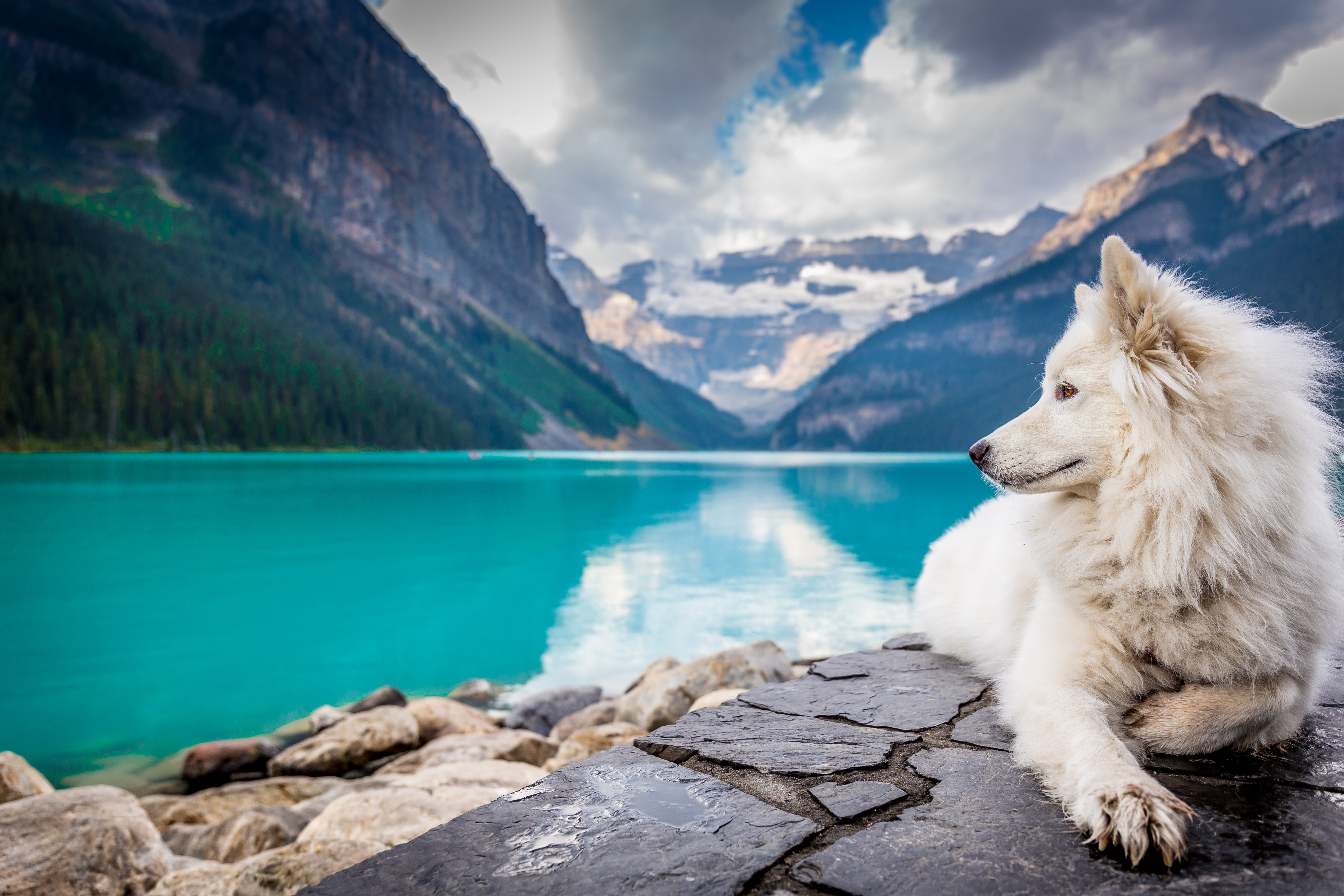 animal, dog, banff national park, canada, depth of field, lake, lying down, mountain, dogs