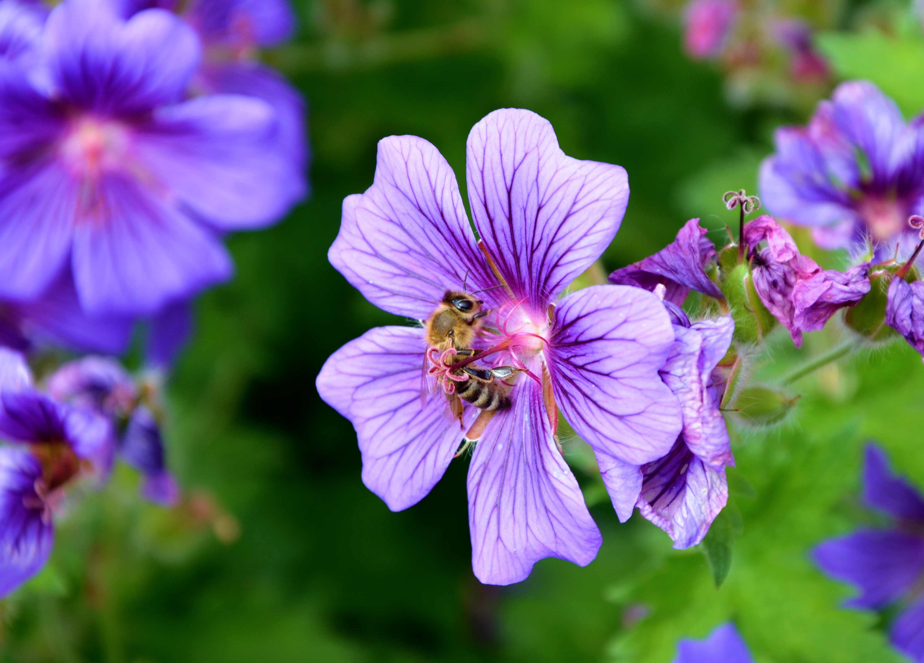 126701 download wallpaper flower, macro, bee, pollen, nectar screensavers and pictures for free